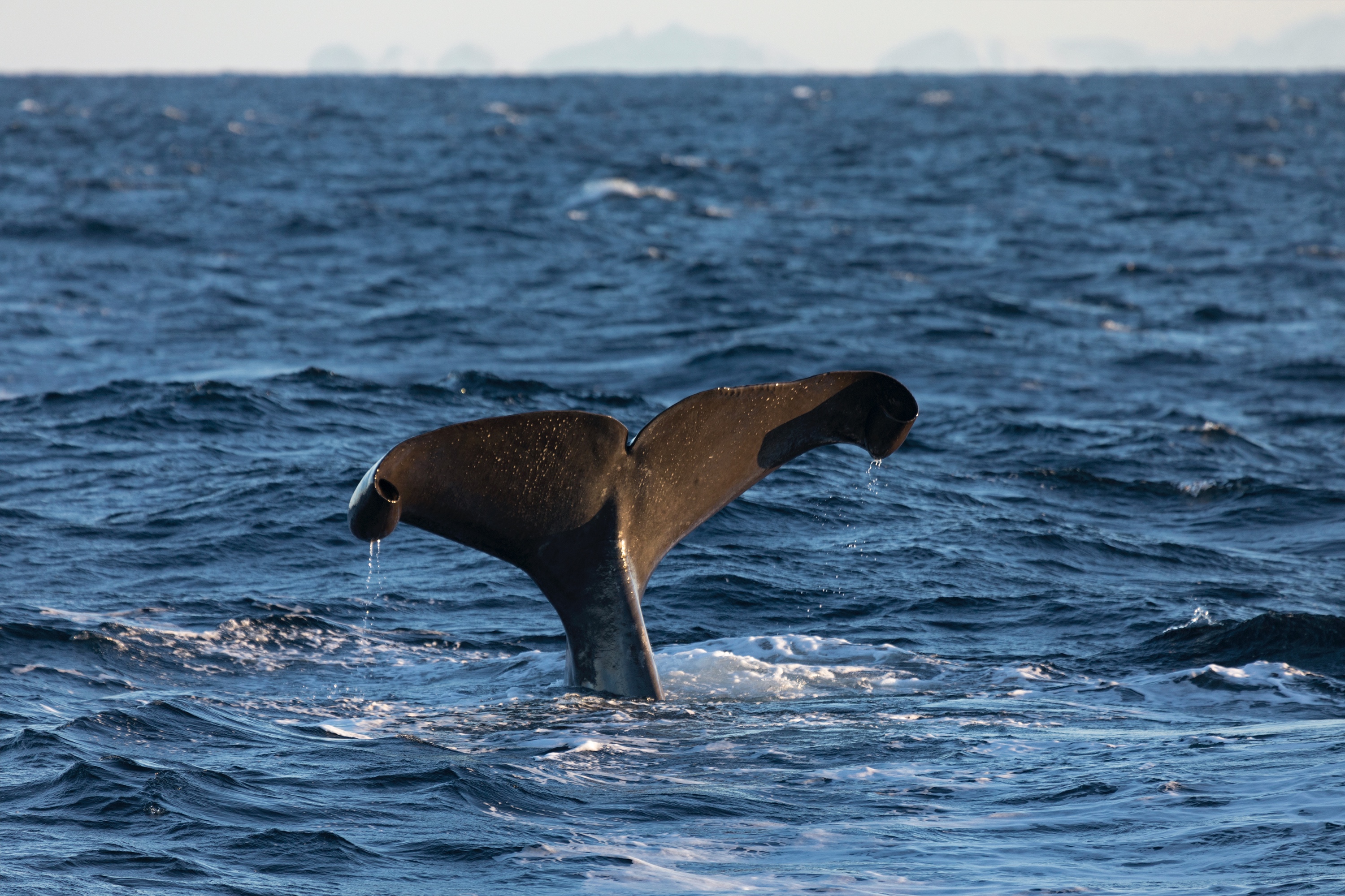 Diese Fluke ist leicht wiederzukennen!