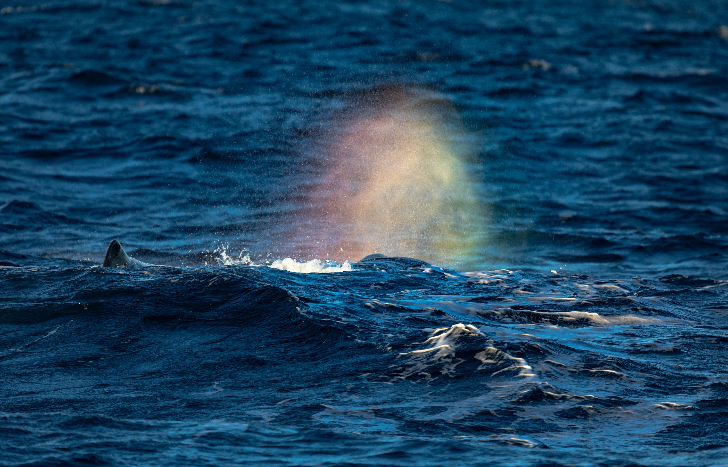 Regenbogen-Blas eines Pottwals