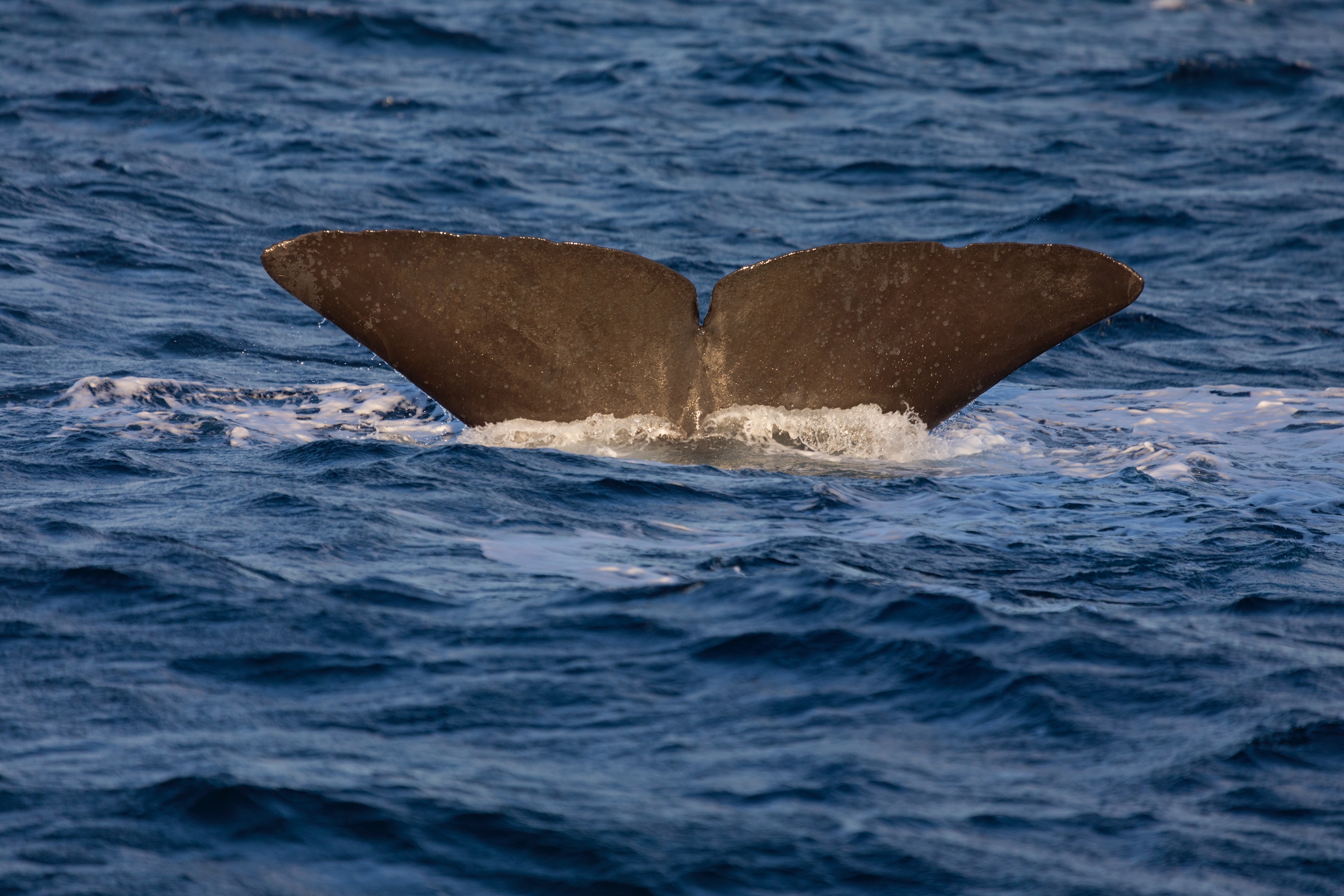 Pottwal in der Morgensonne