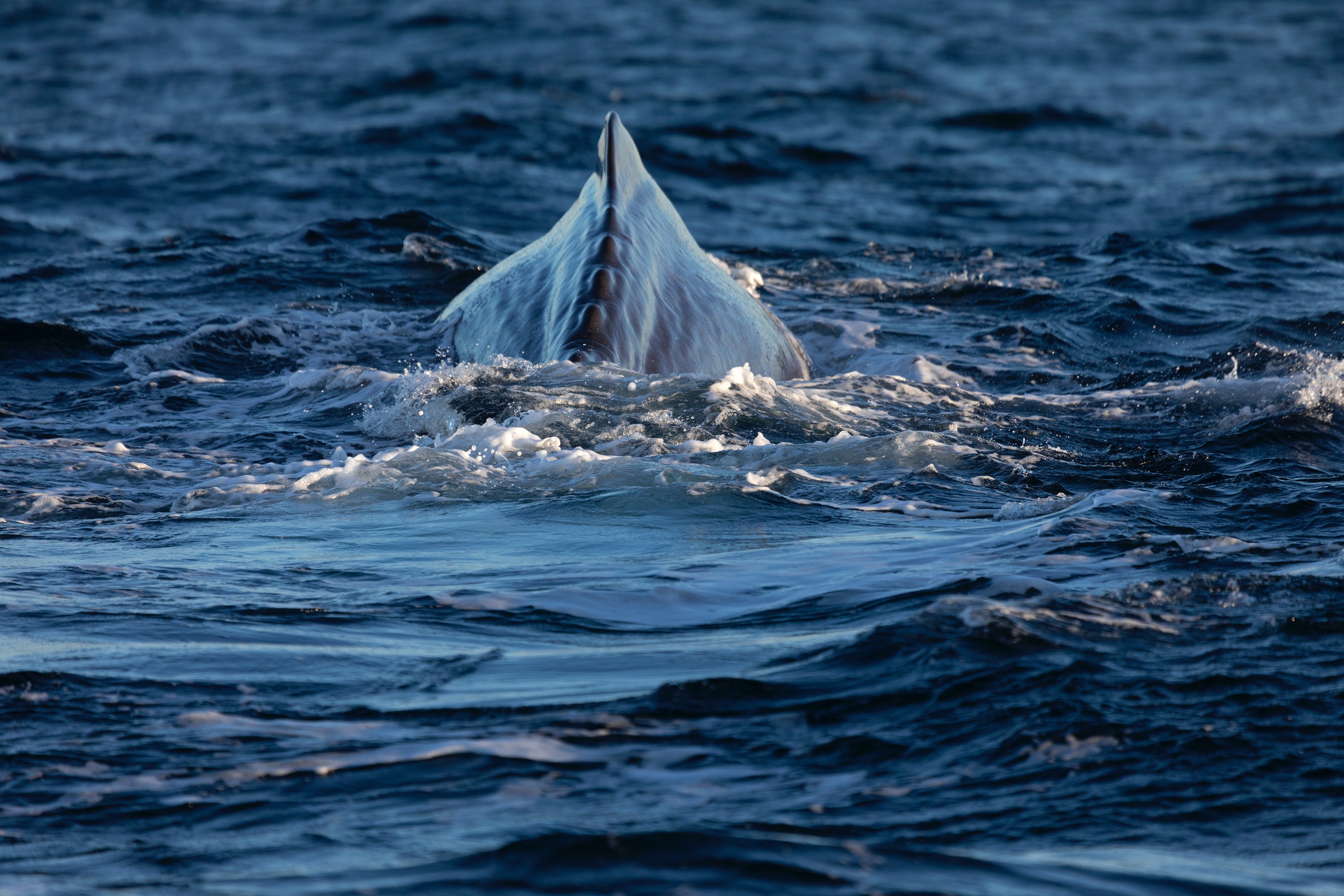 gleich kommt die Fluke, Pottwal