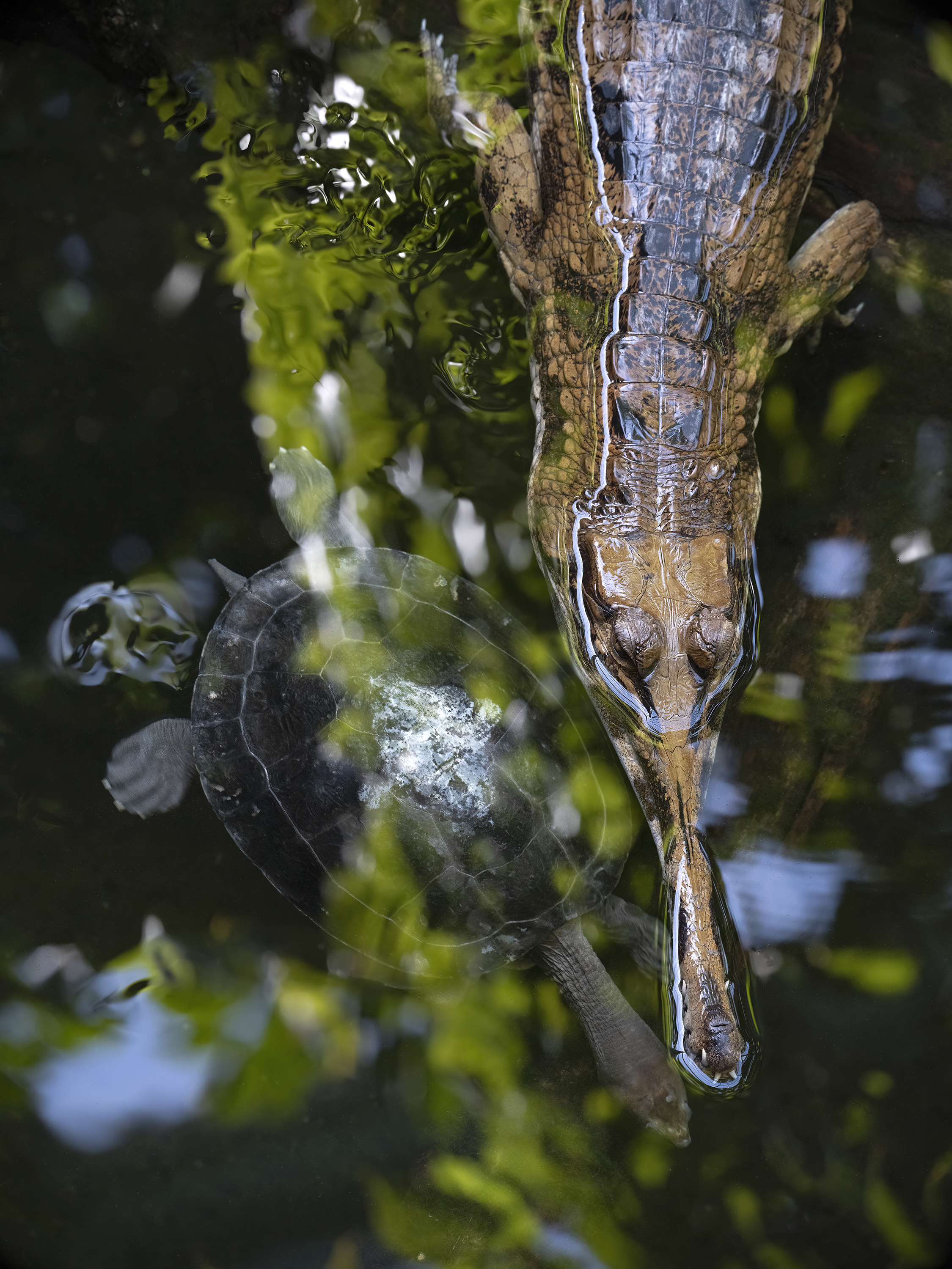 Ziemlich beste Freunde