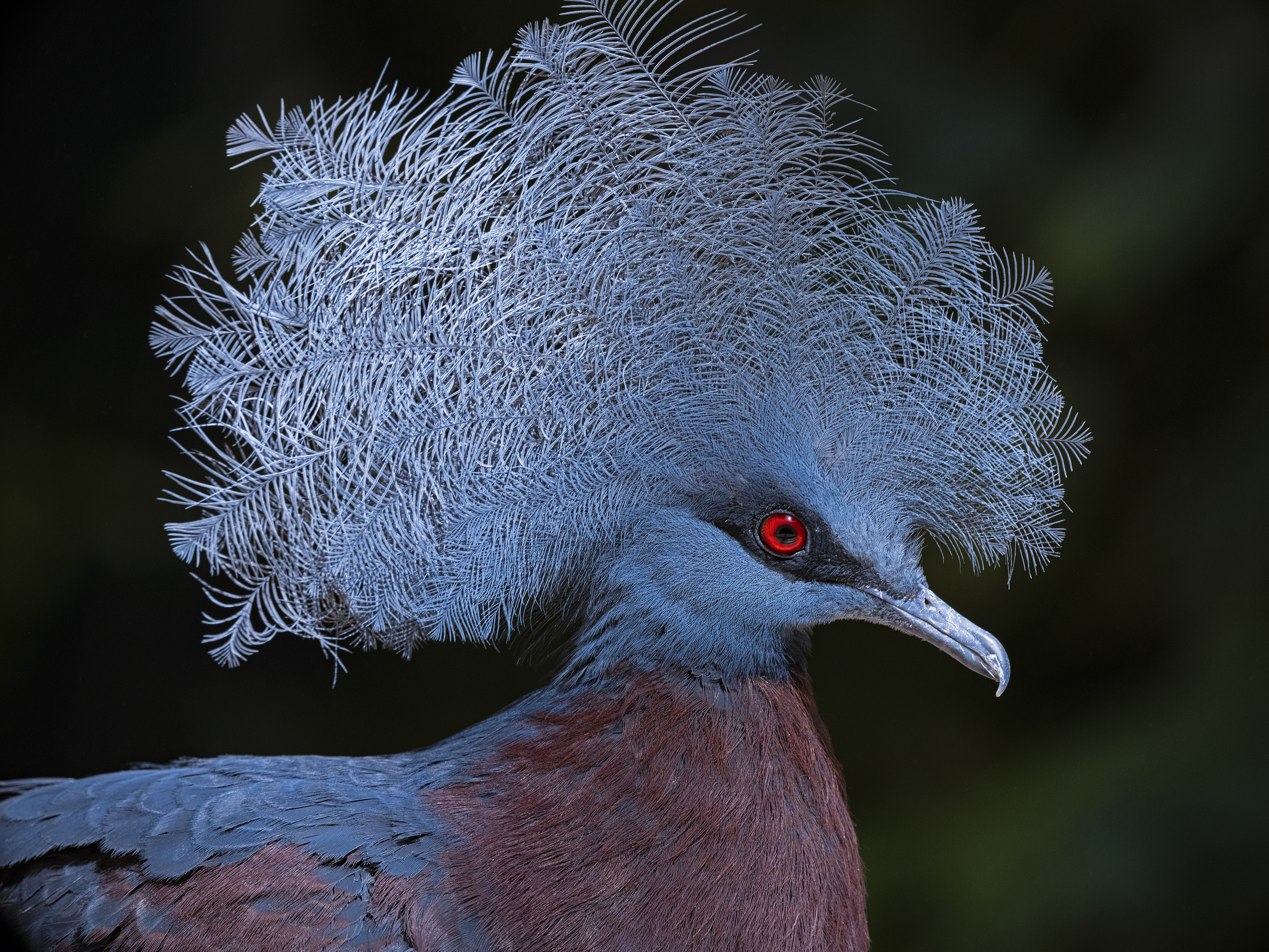 Schöner Kopfschmuck