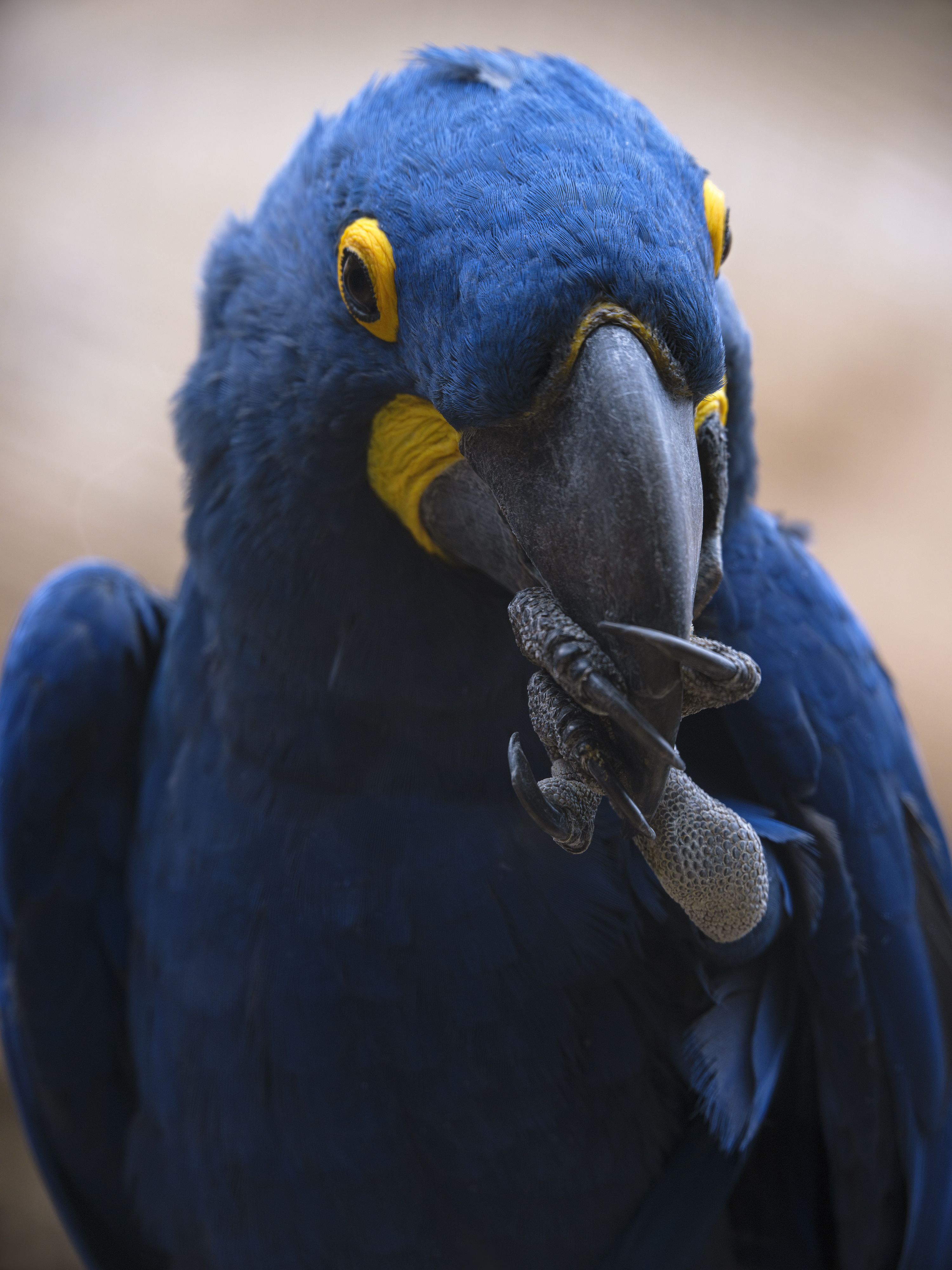 "Halt den Schnabel" ...