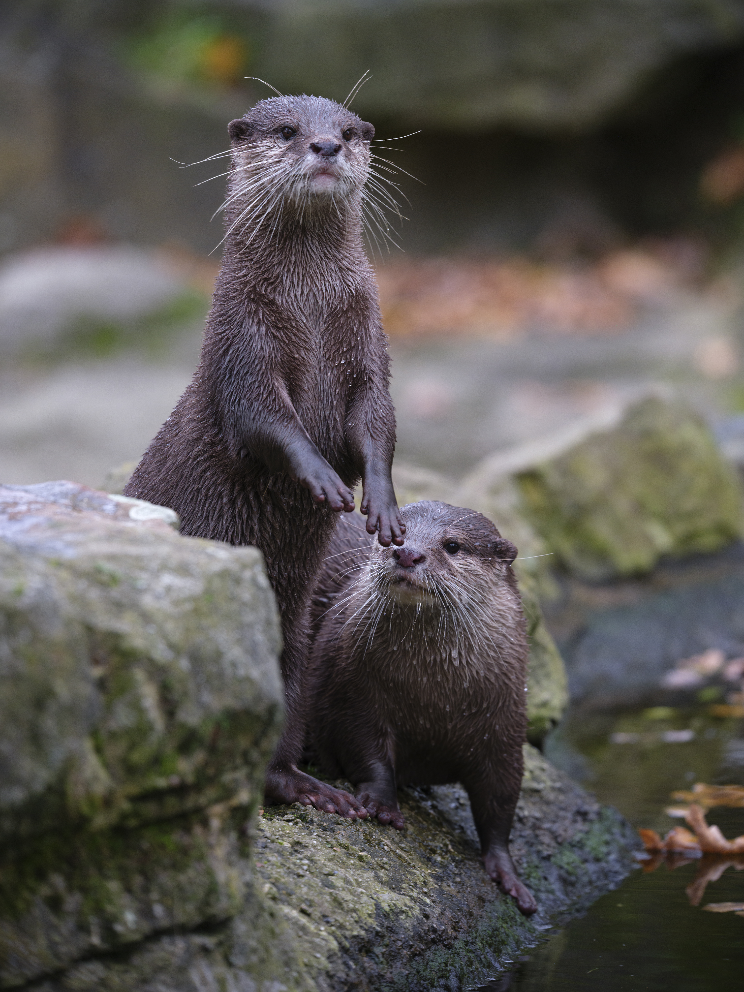 WIESO nennt ihr Menschen ...