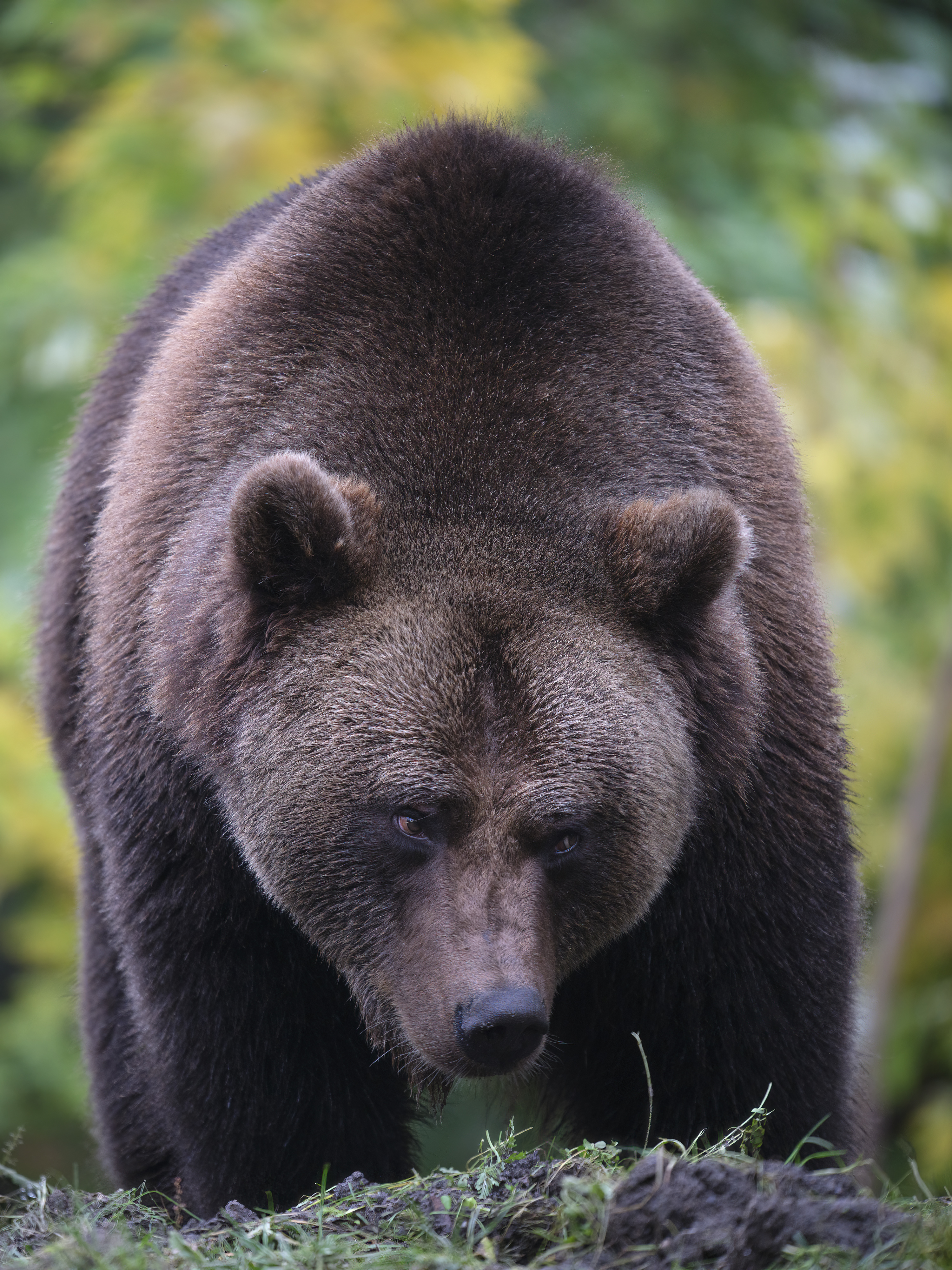 Die Bären sind los.