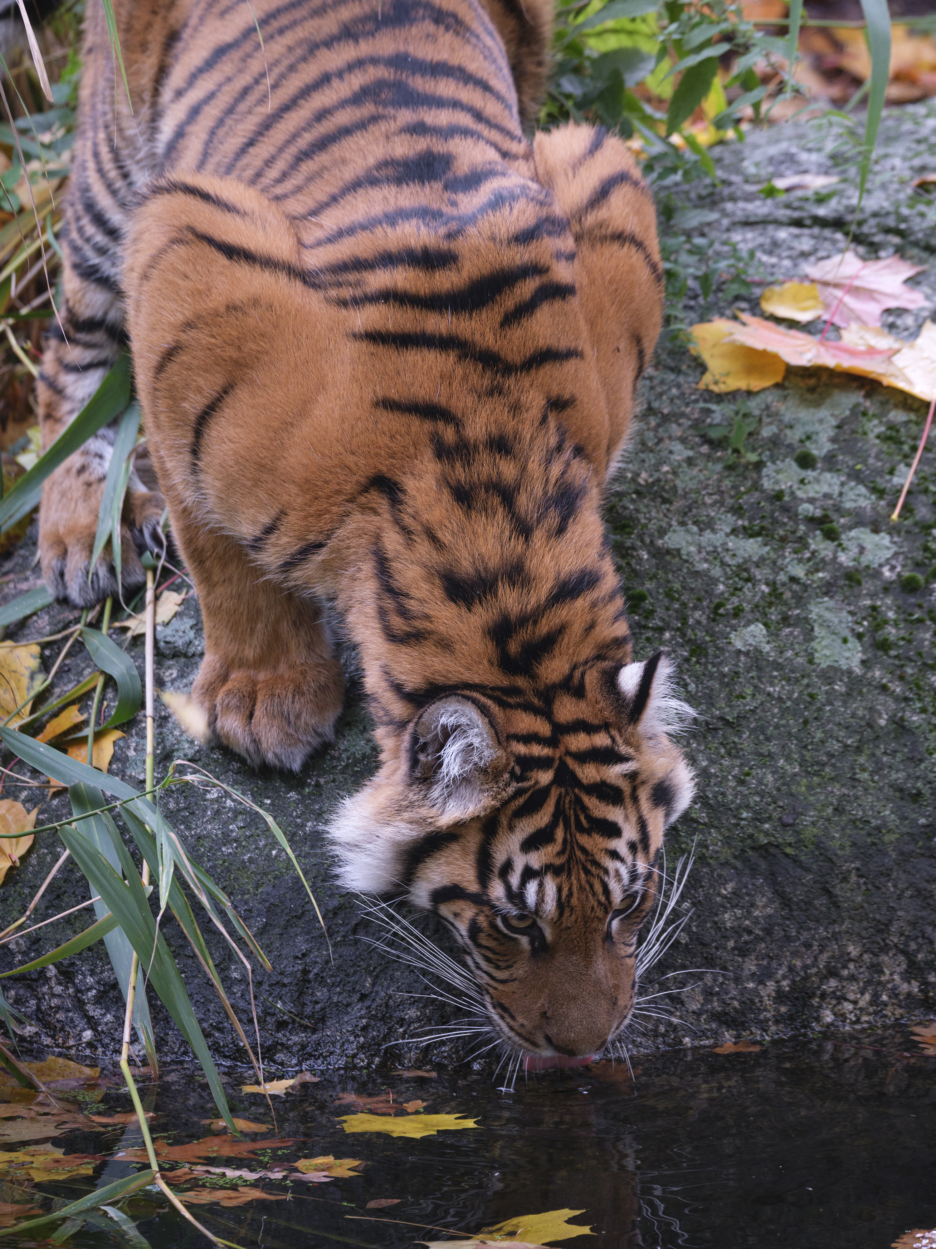 Die Sumatra-Tiger ...