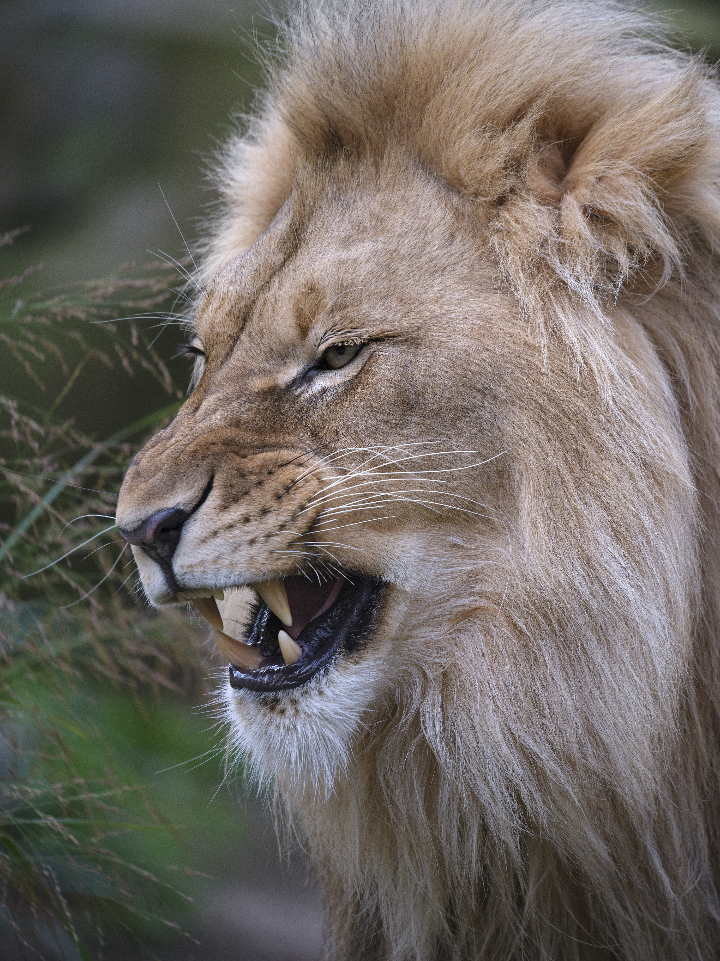 Kater Carlo hatte ...