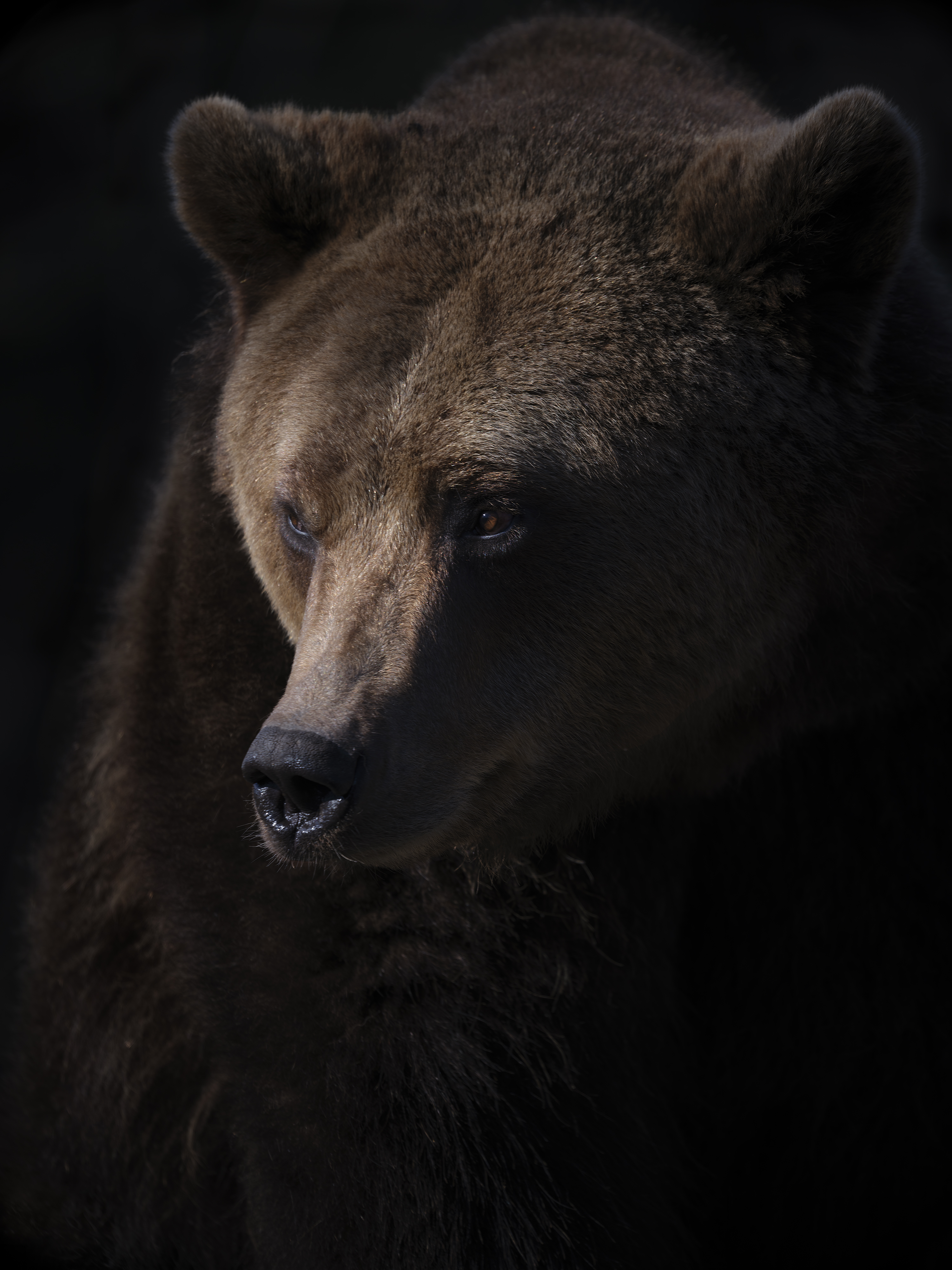 Braunbär im Streiflicht