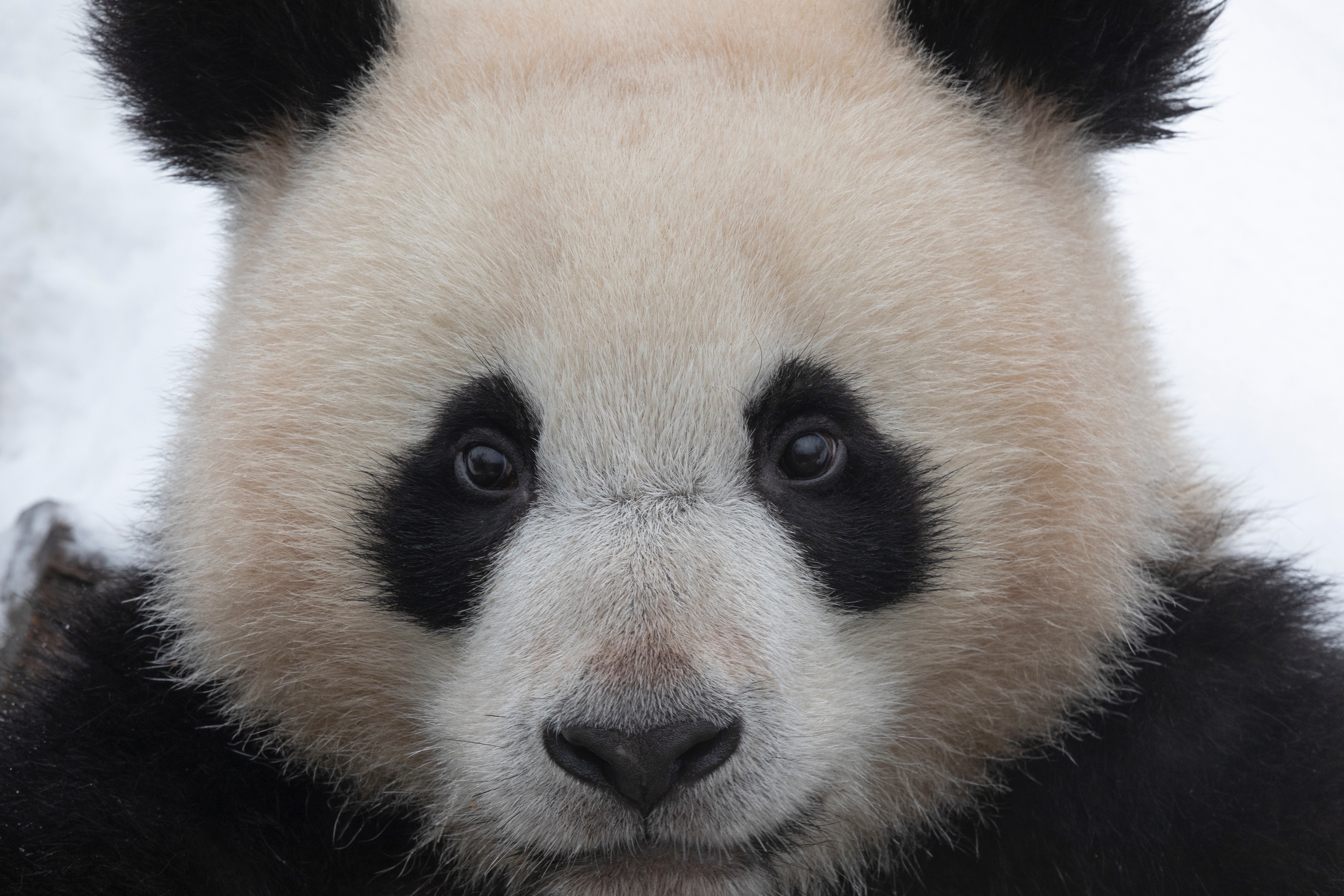 Panda-Portrait