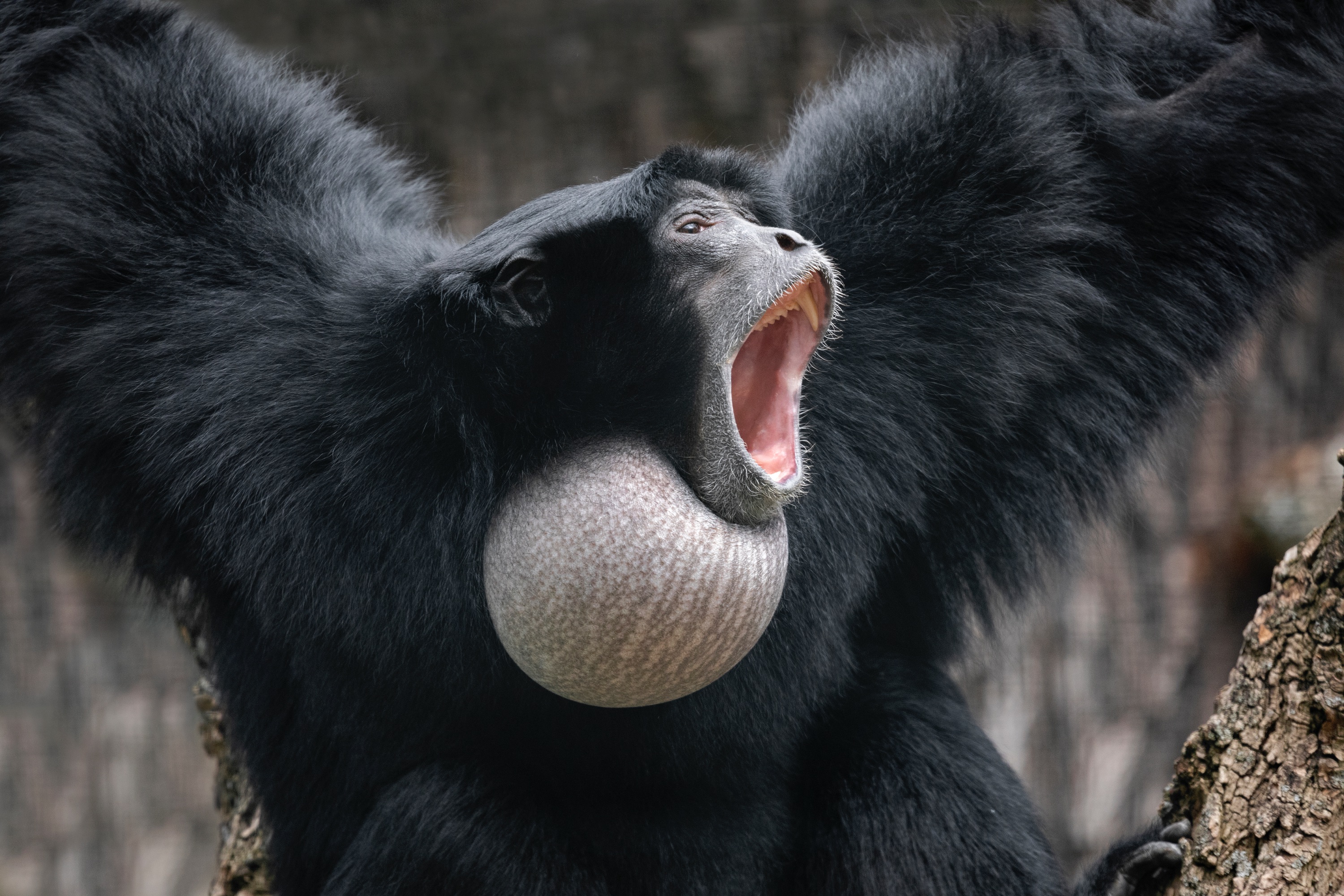 Der Gesang der Siamangs ist ohrenbetäubend laut und einfach nur schön