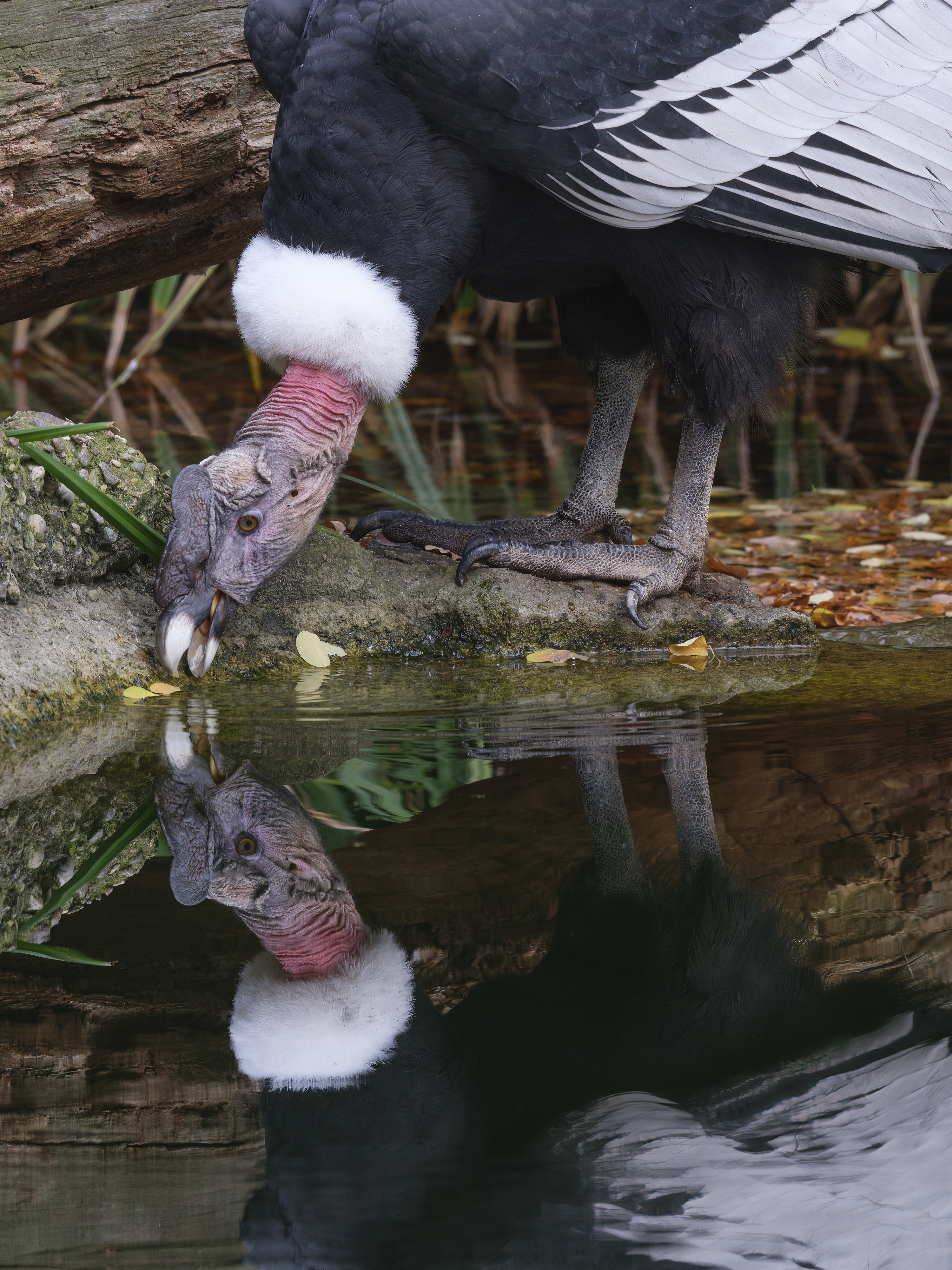 Andenkondor spiegelt ...