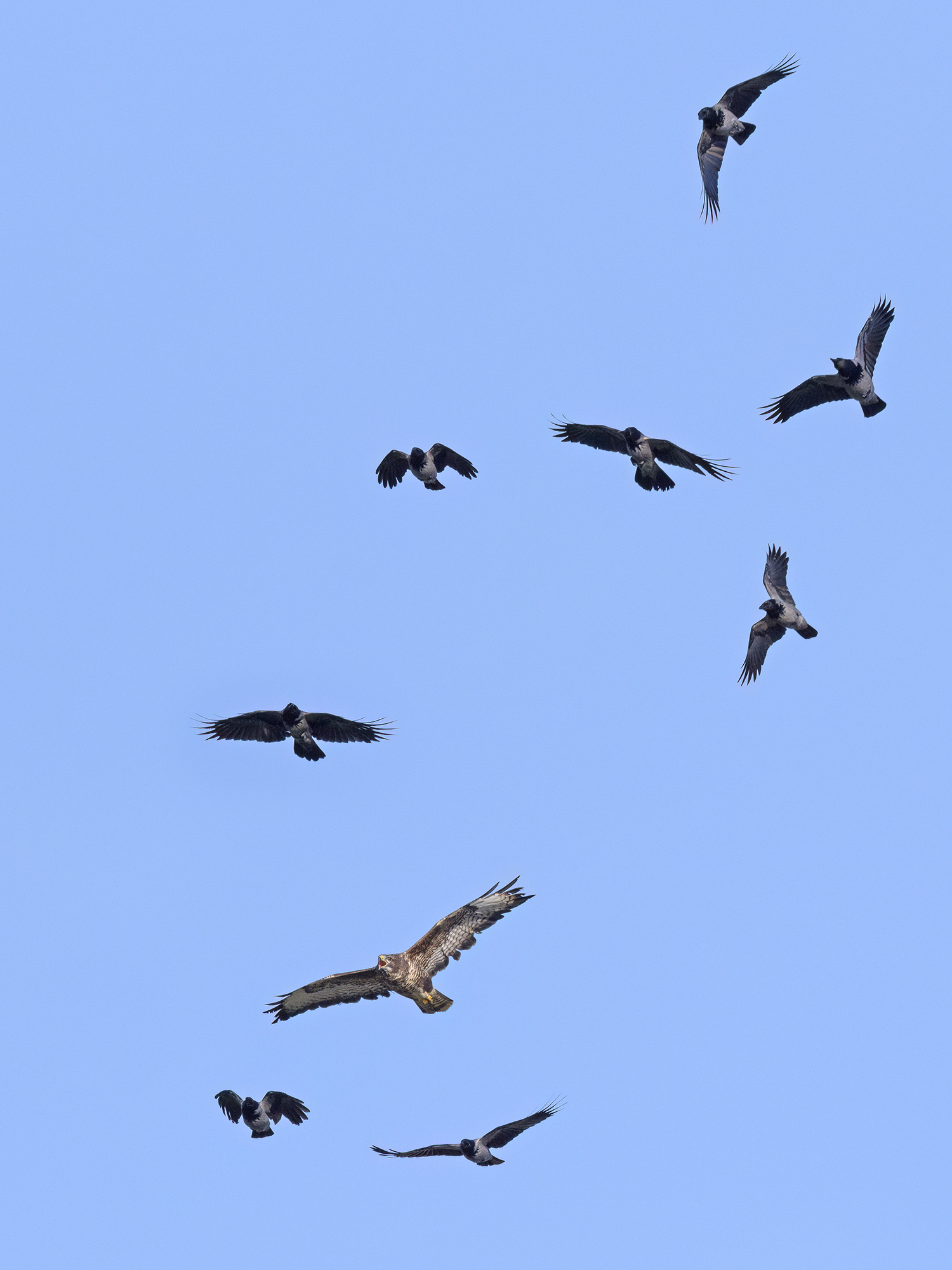 Bussard mit Begleitvogelschaft