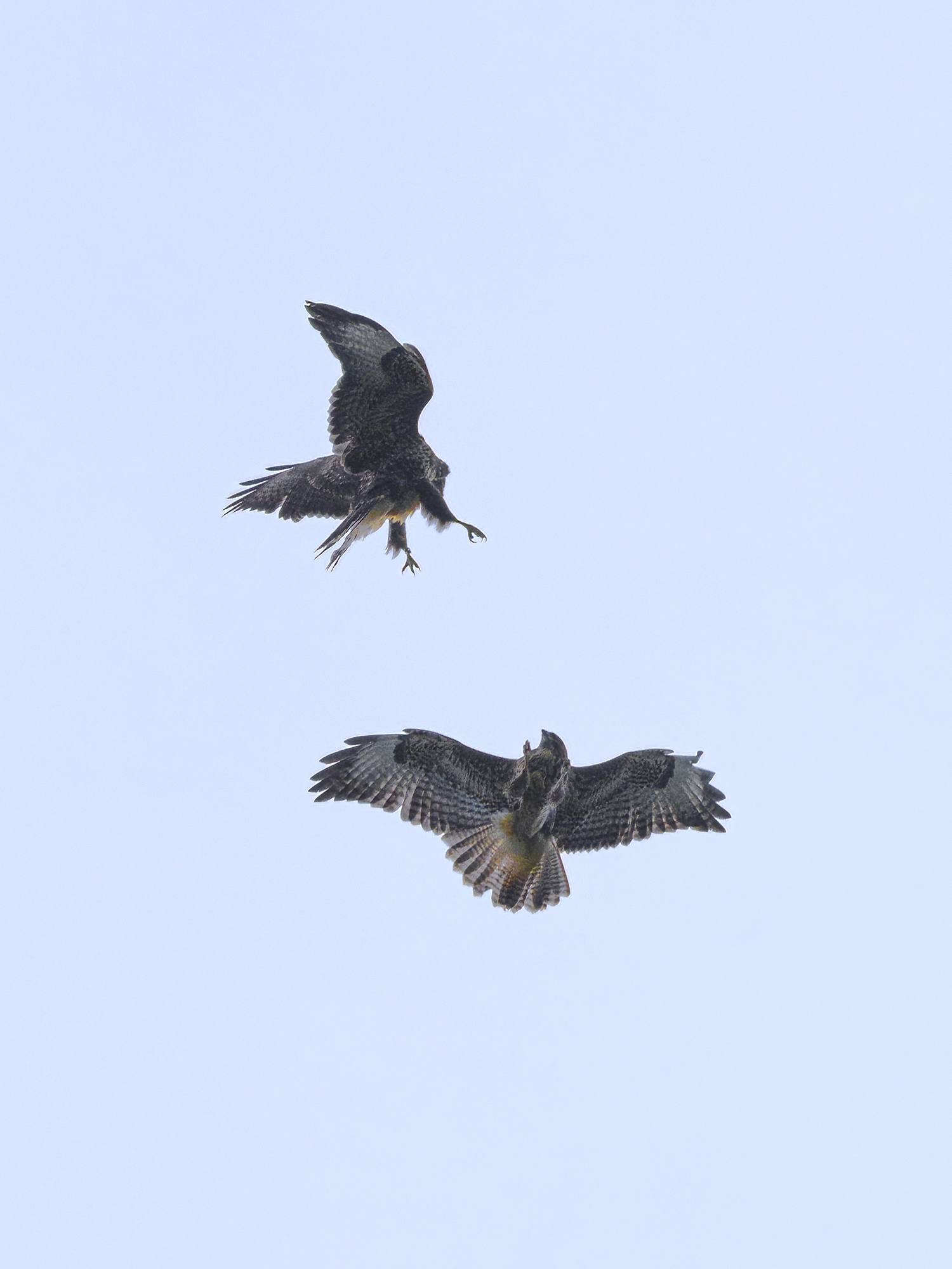Flugshow