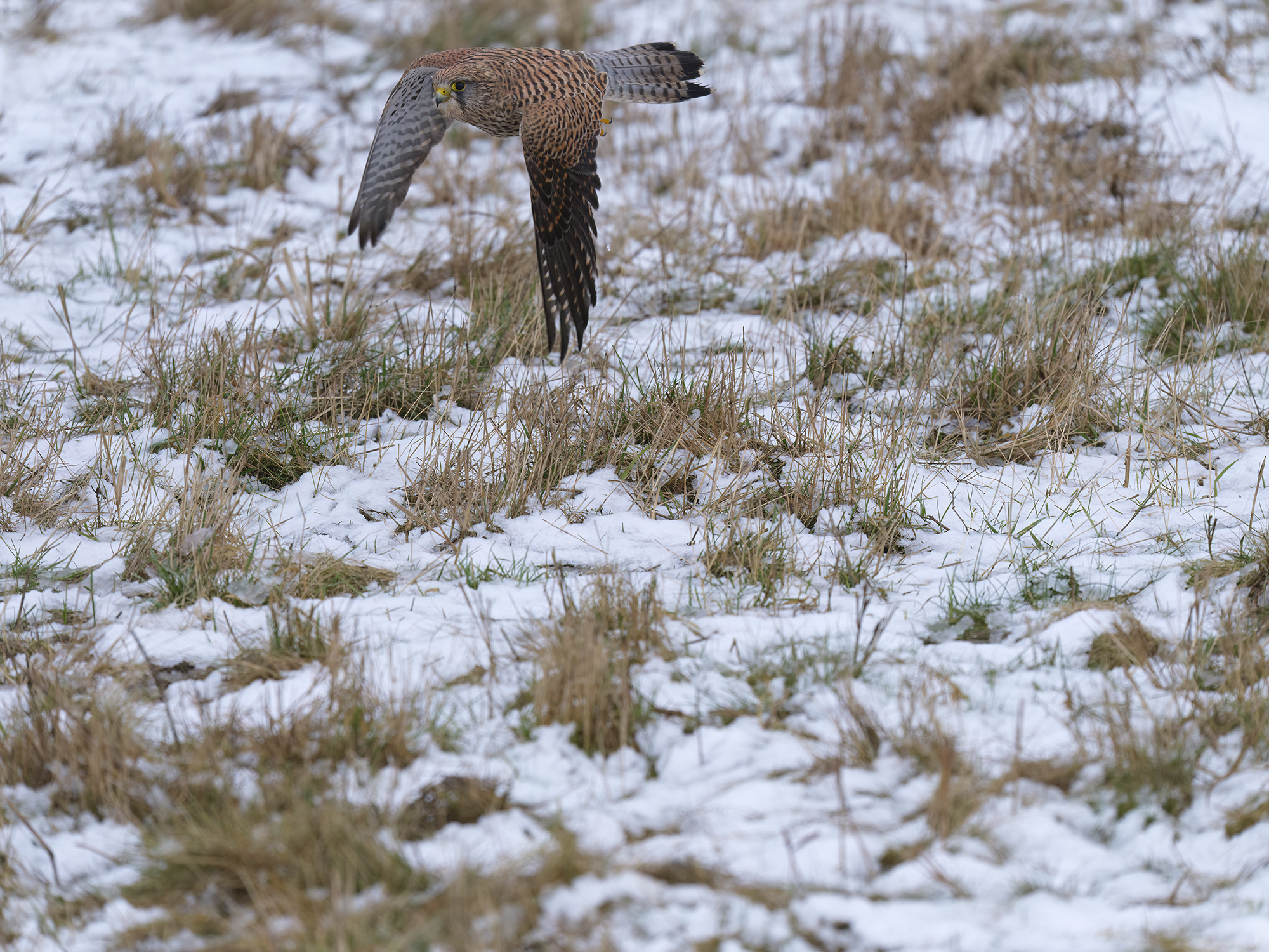 Der Schnee macht das ...