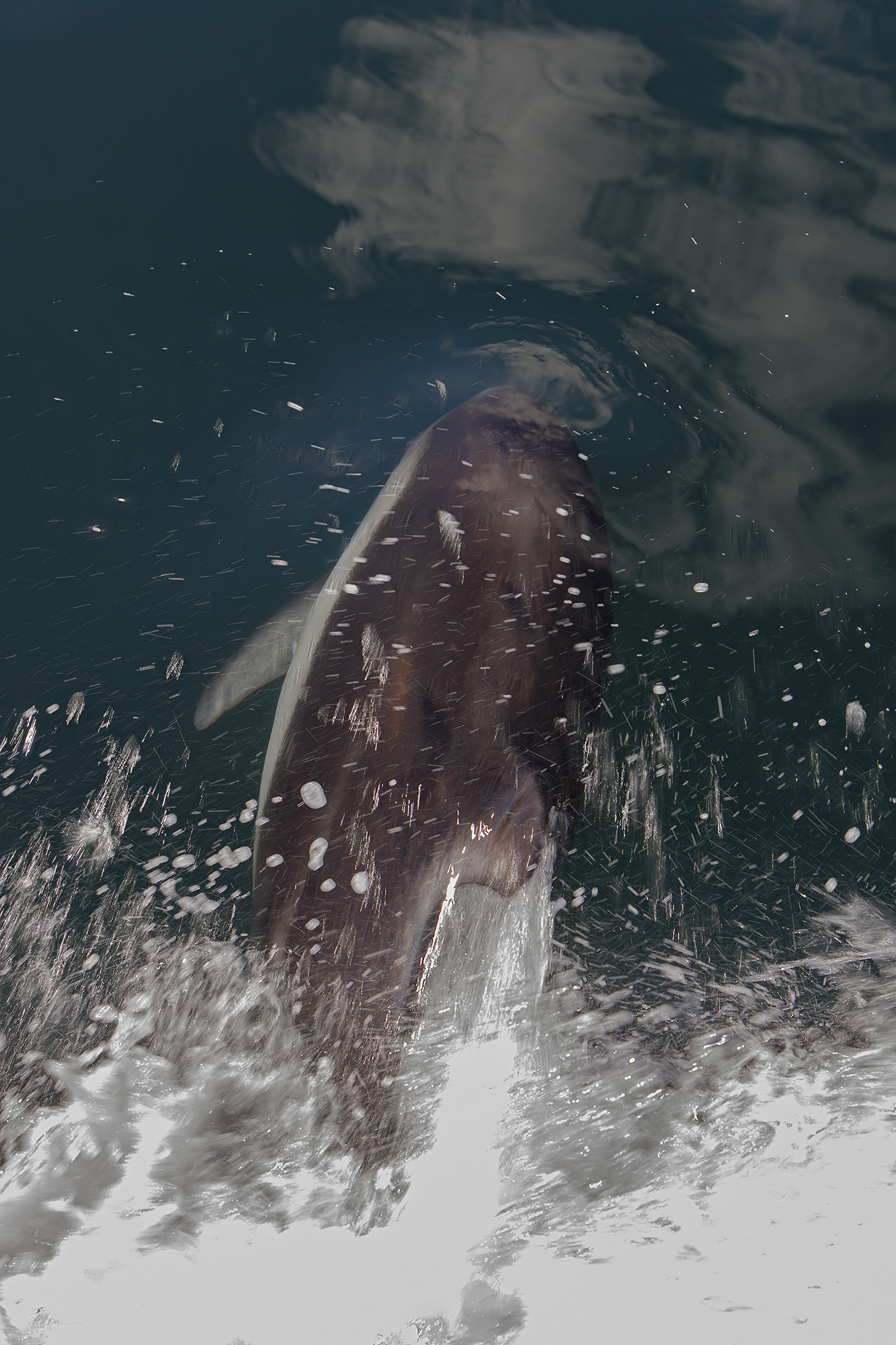Delfin