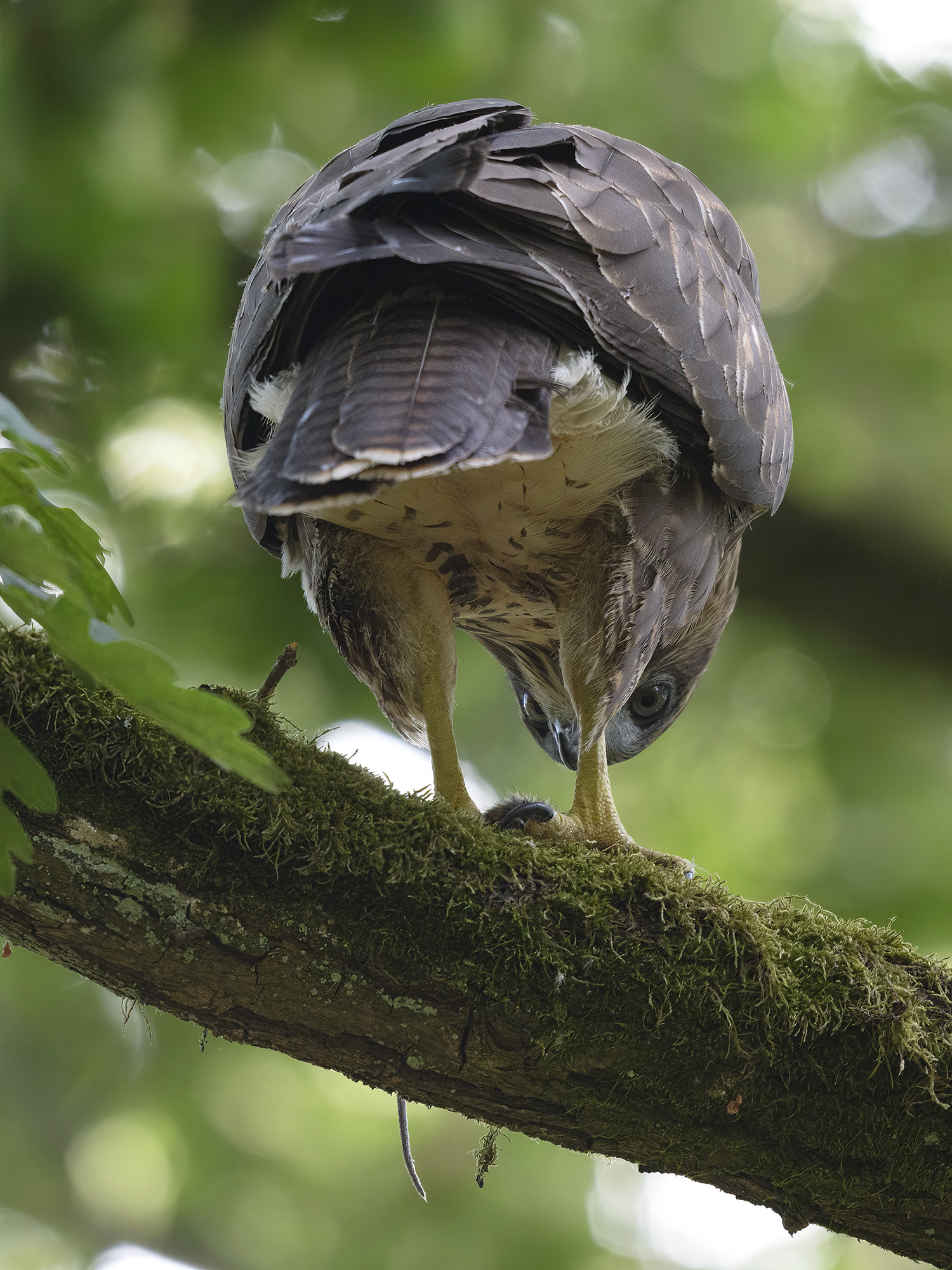 Mäusebussard mit ...