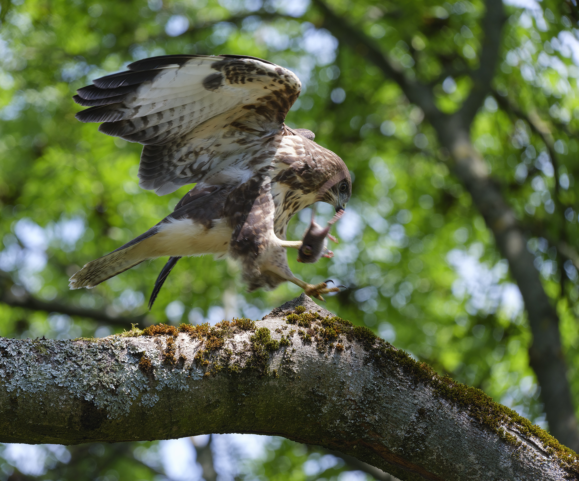 Der junge Bussard ...
