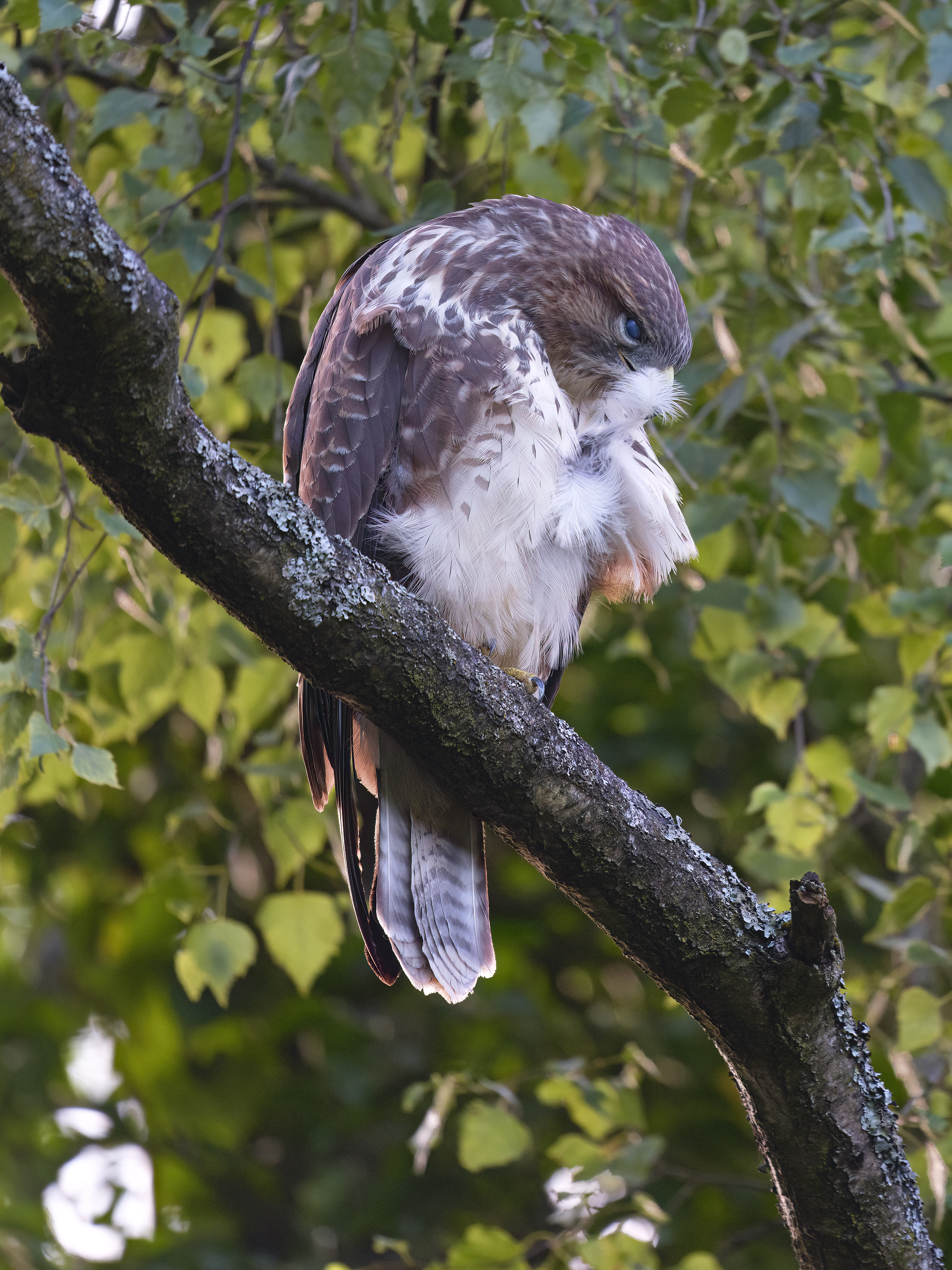 Hübsch machen für ...
