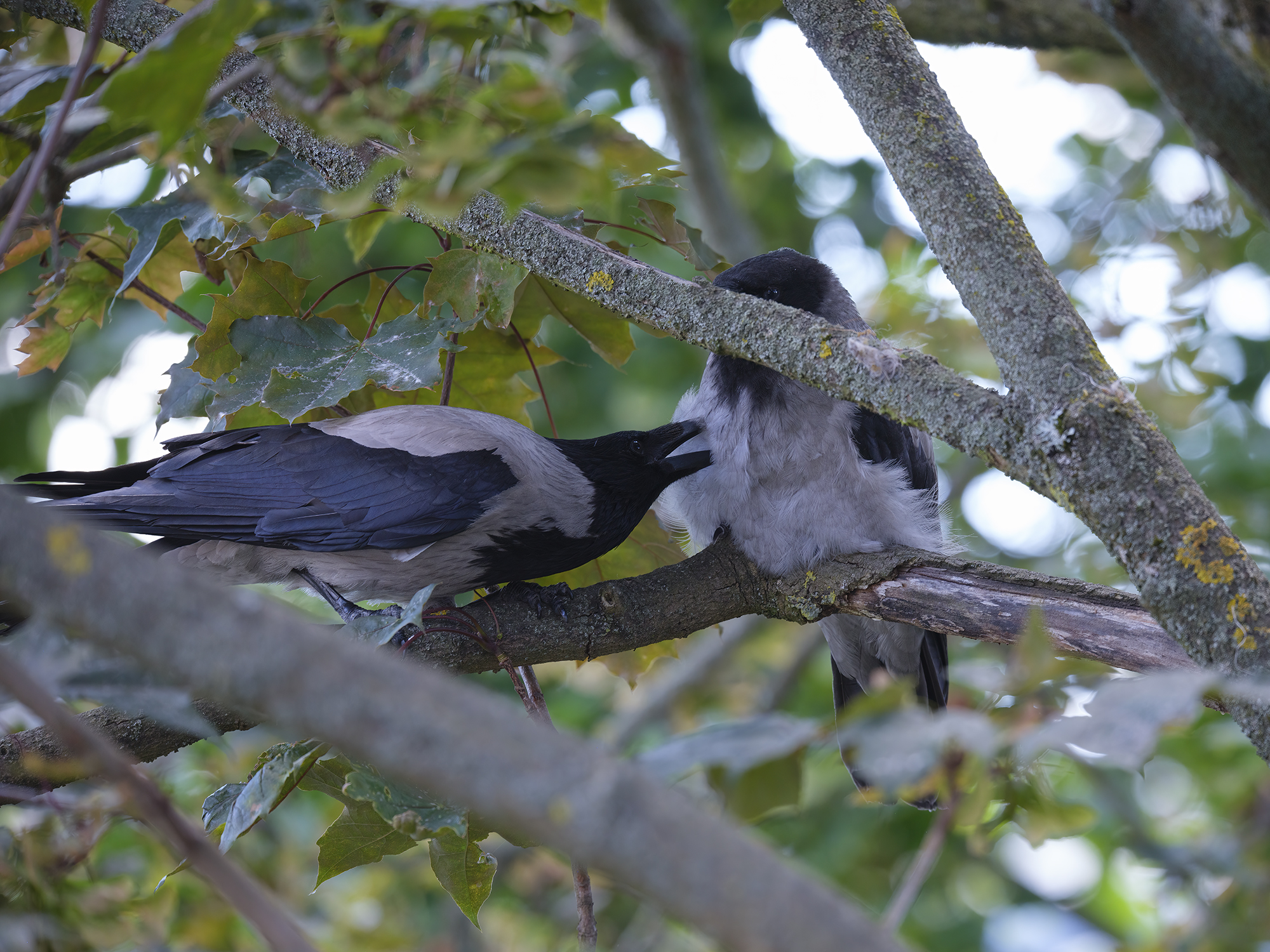 Der Jungvogel ...