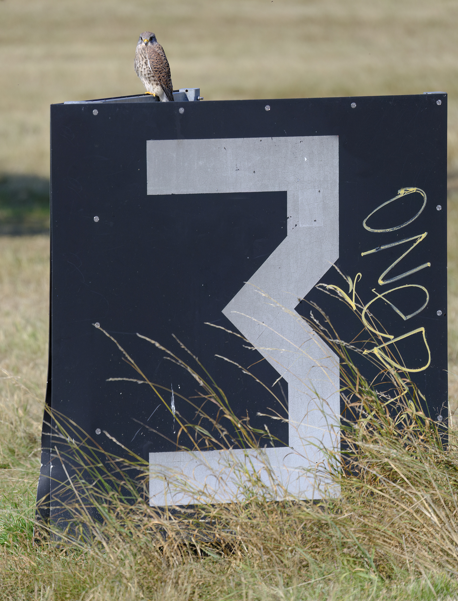 Einen schönen 3. Advent!