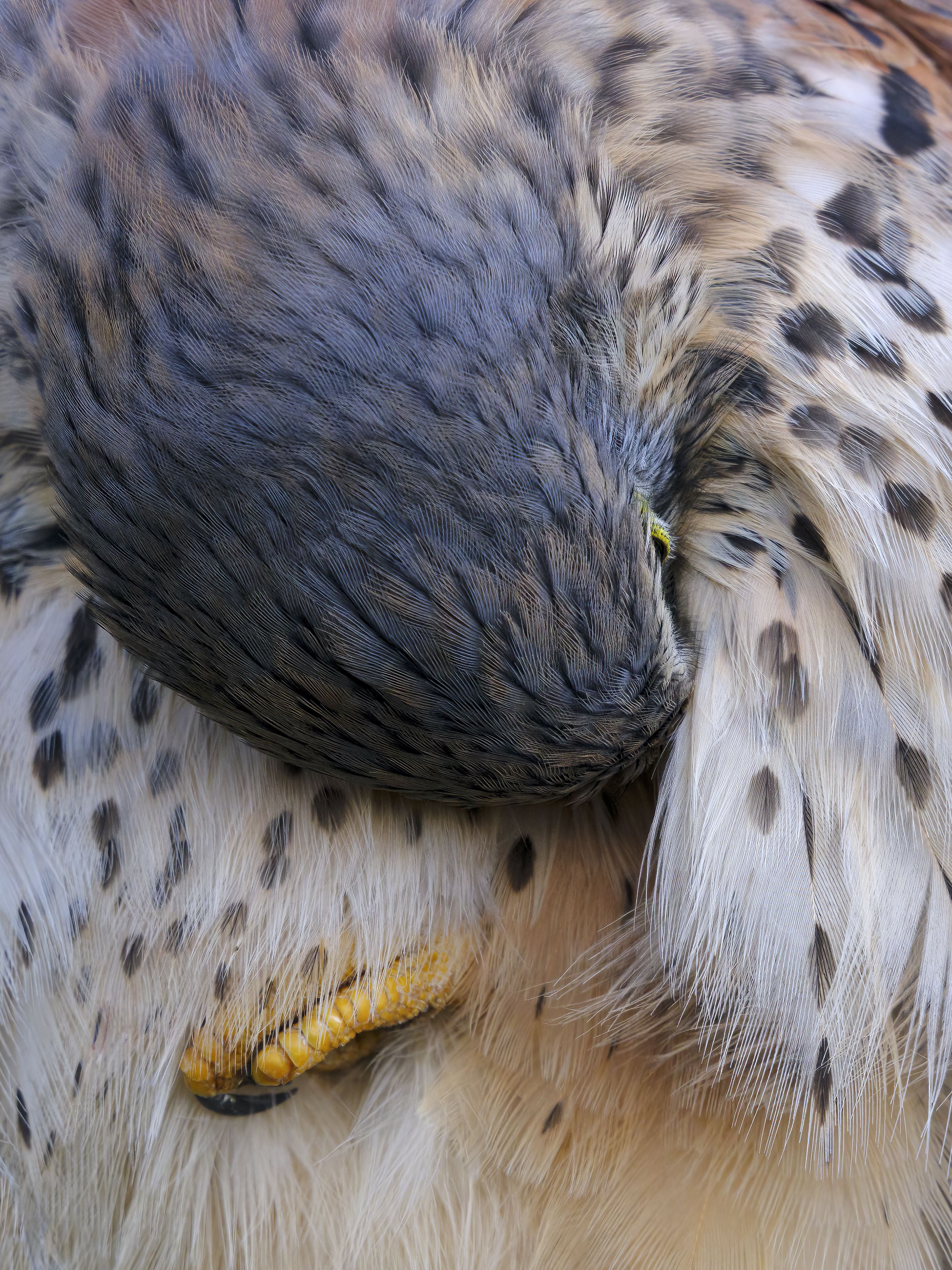 Turmfalke bei der ...