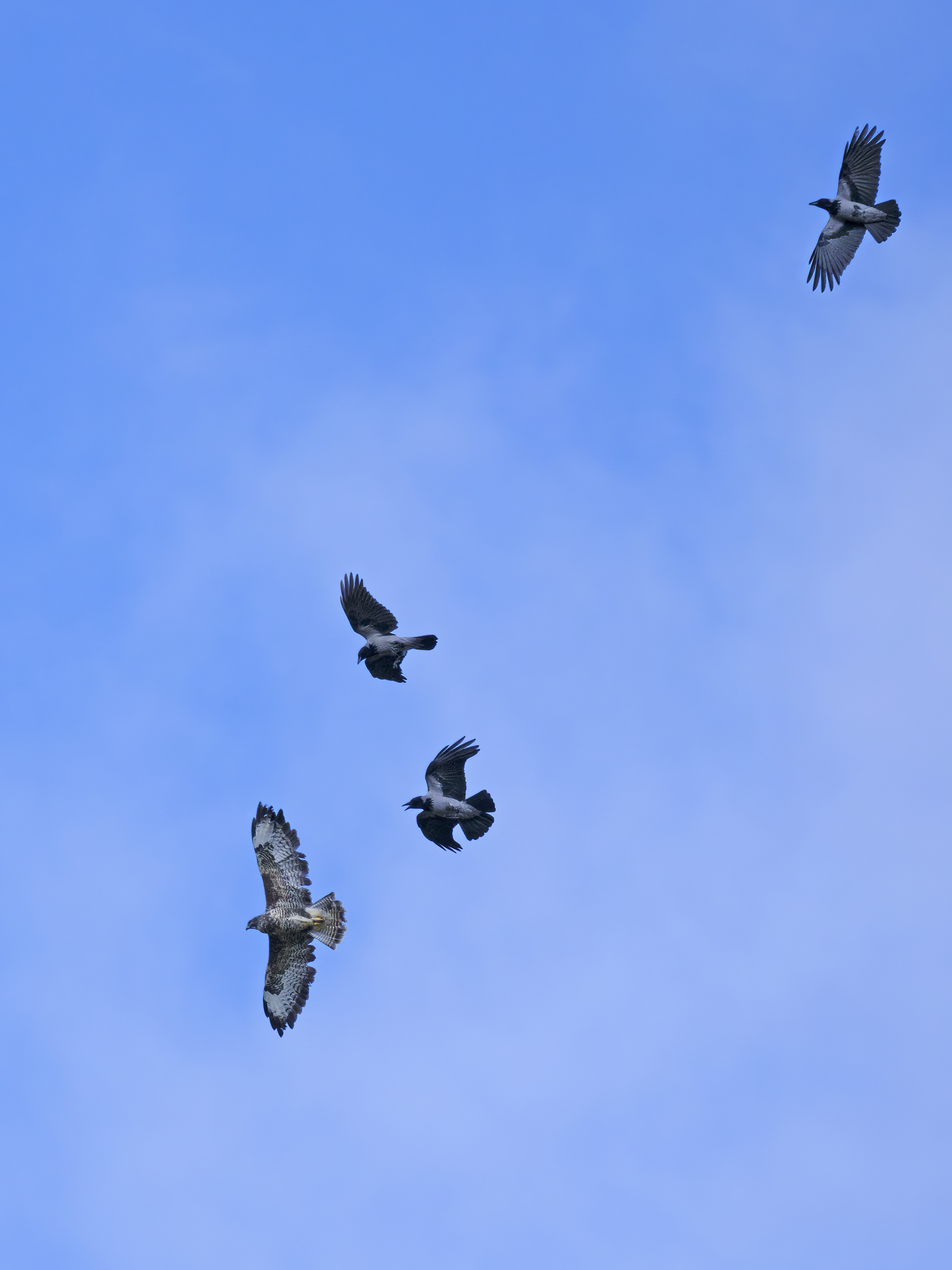 Diesem Bussard haben die ...