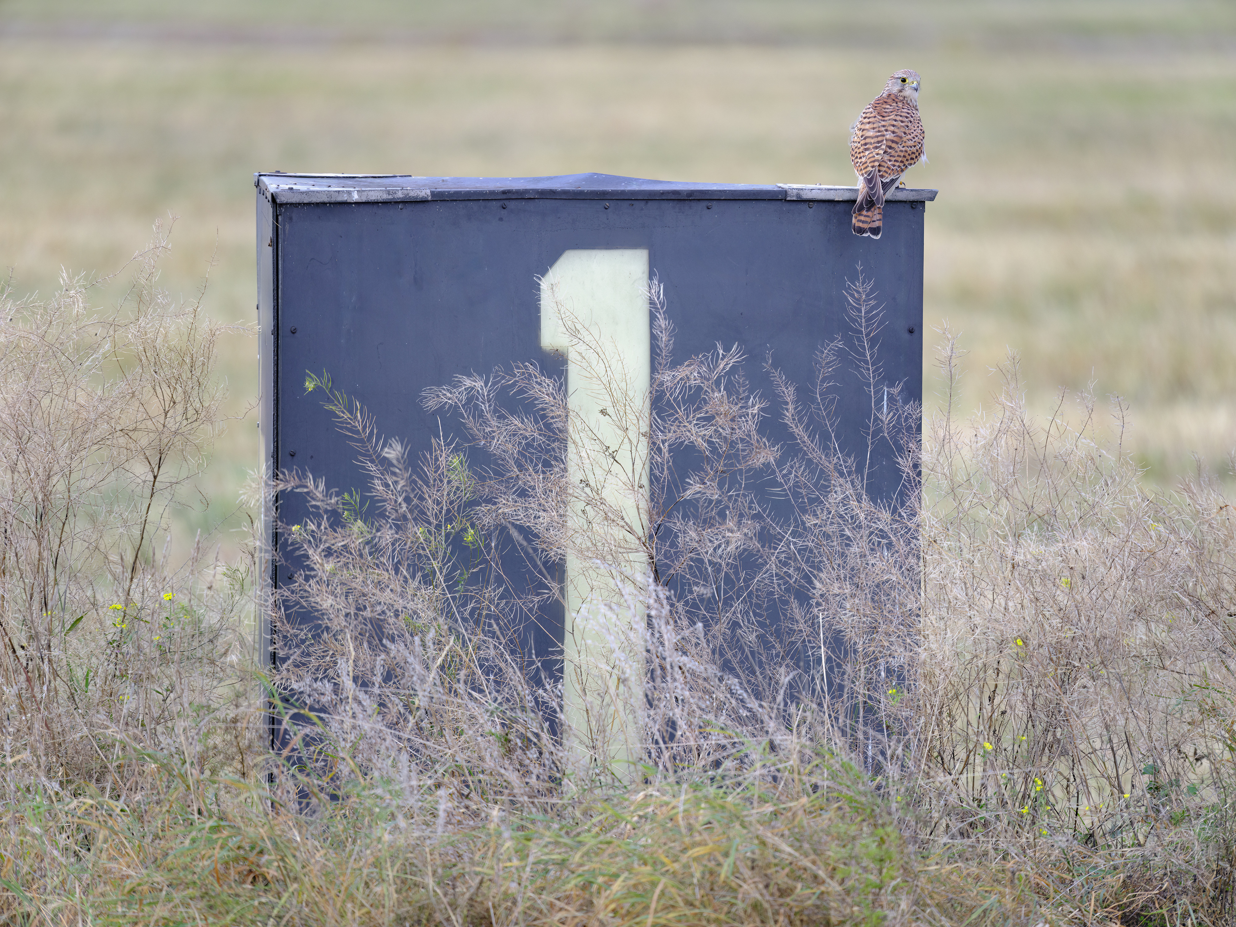 Einen schönen 1. Advent