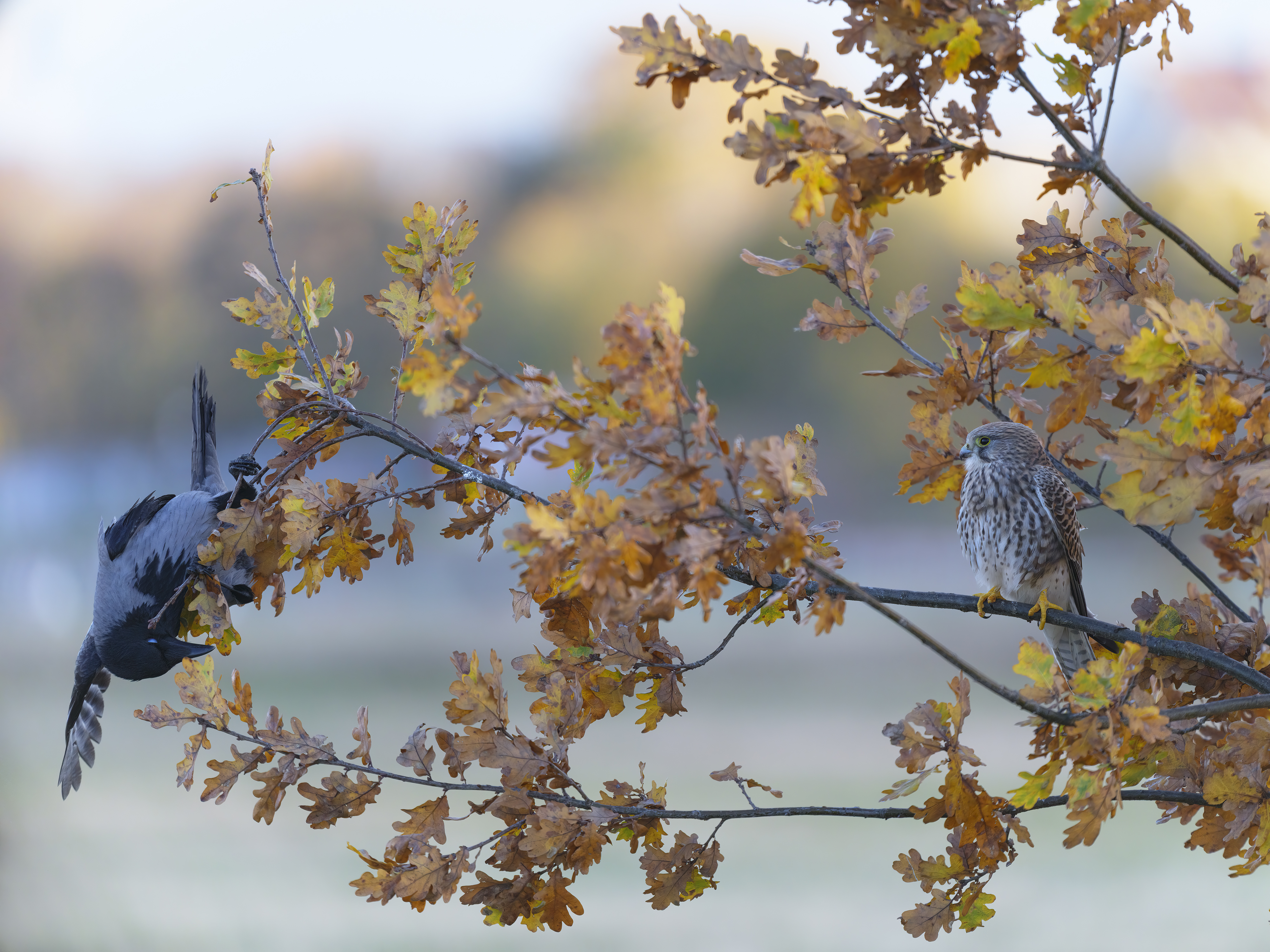 Die Nebelkrähe scheint ...