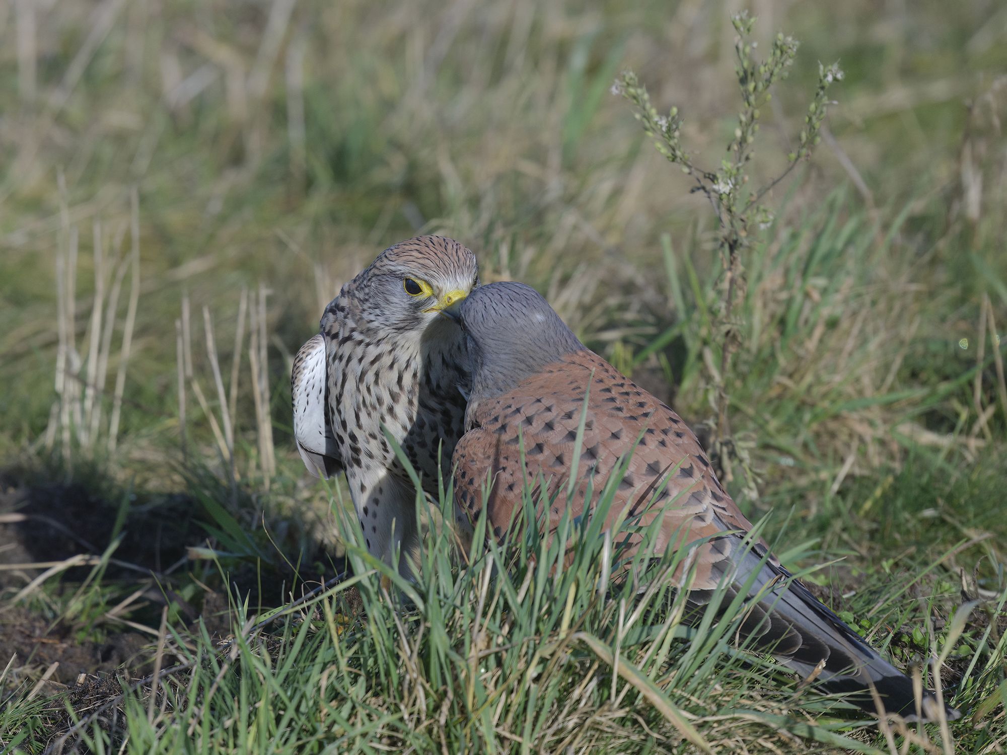 Auch Falken küssen sich!