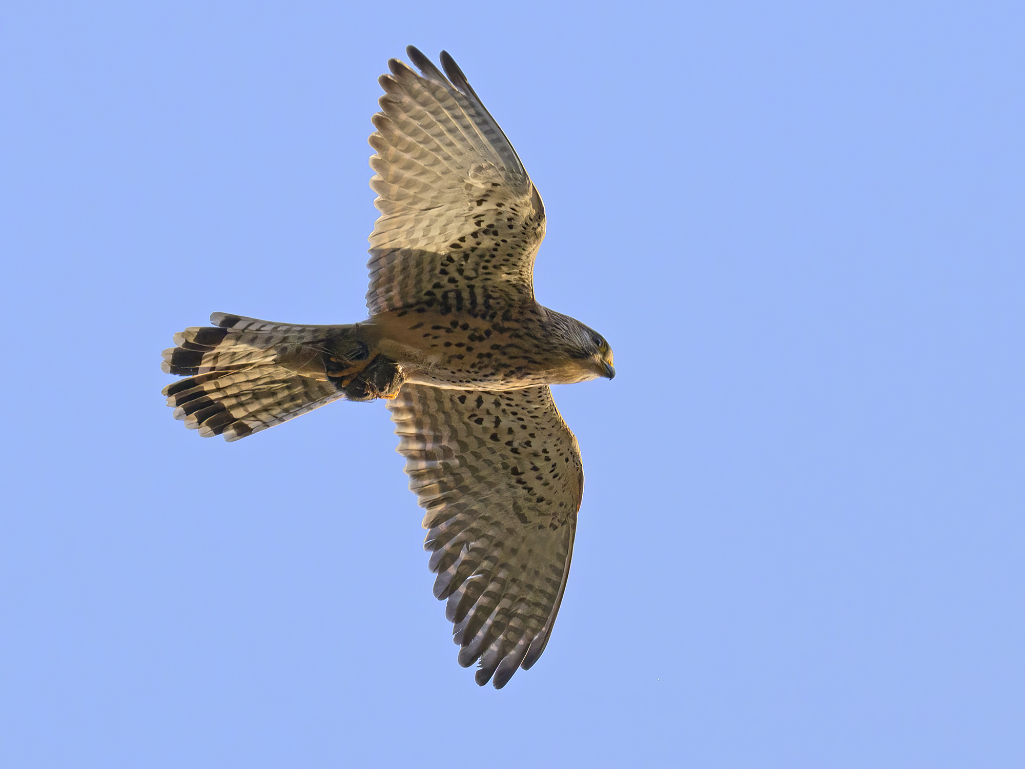 Mit einer "Maus to go" ...