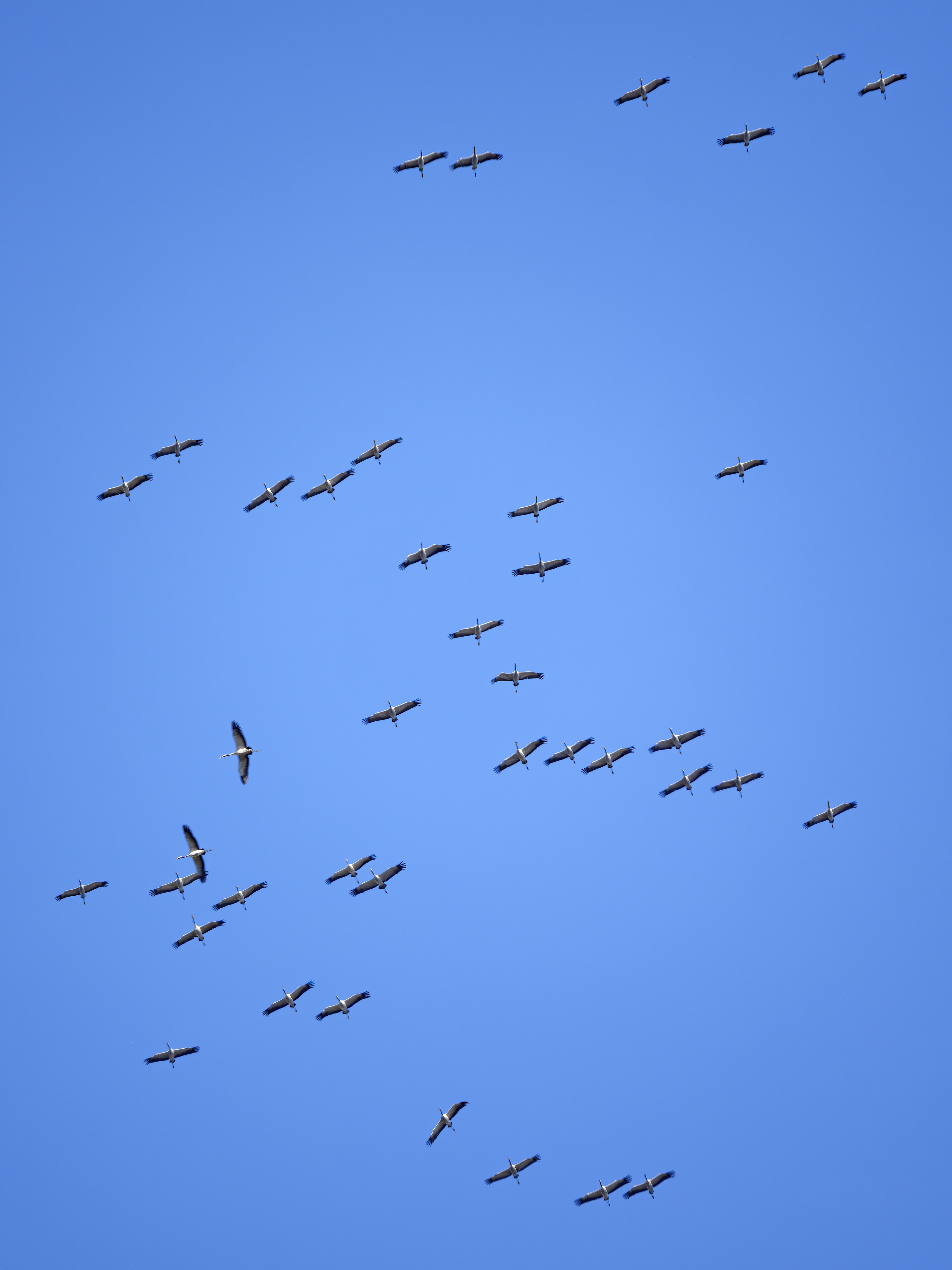 Der Kranich ist ein ...