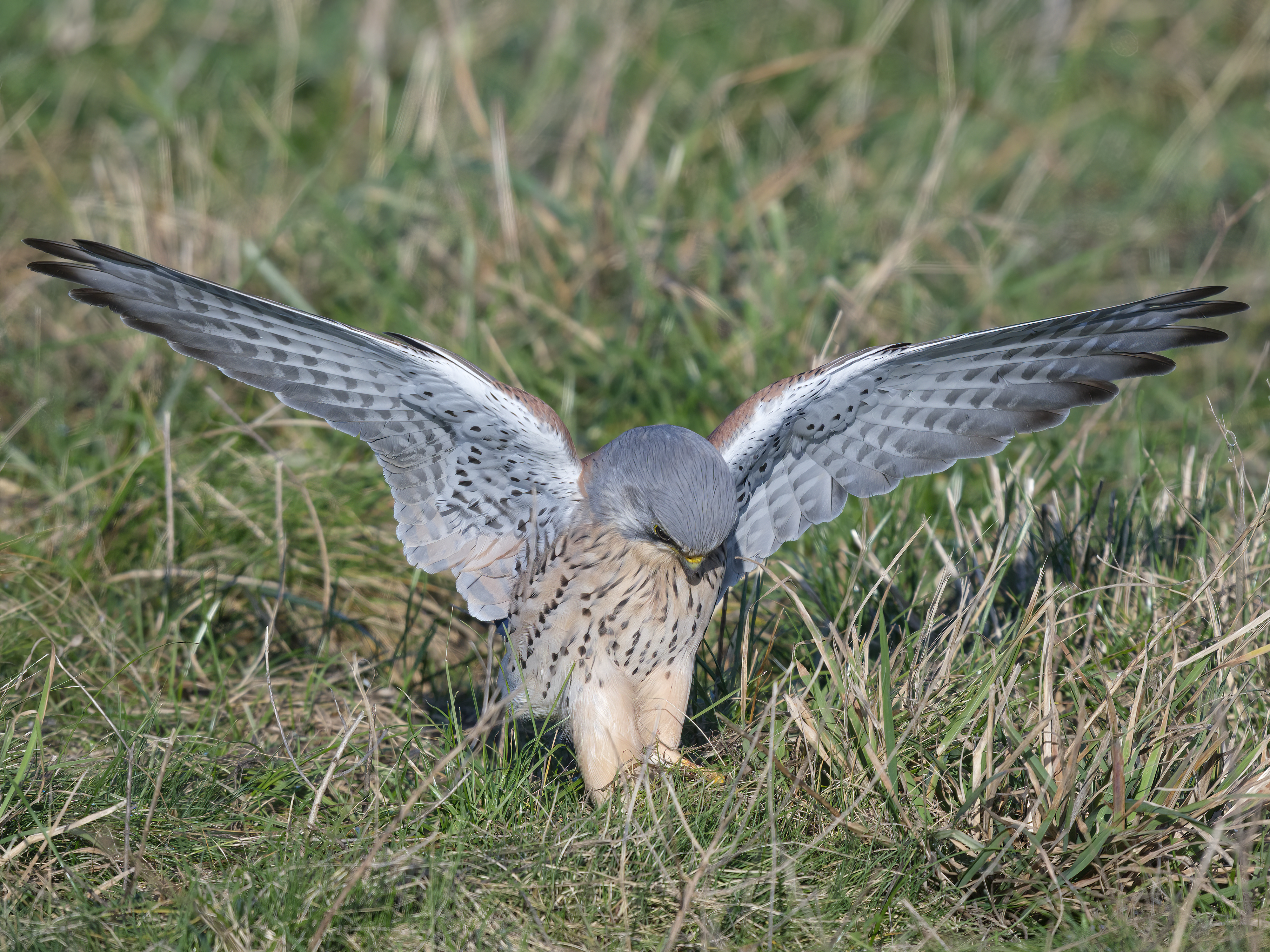 Vielen Dank! Merci beaucoup! Muchas gracias! Kiitos paljon! Tusen takk!