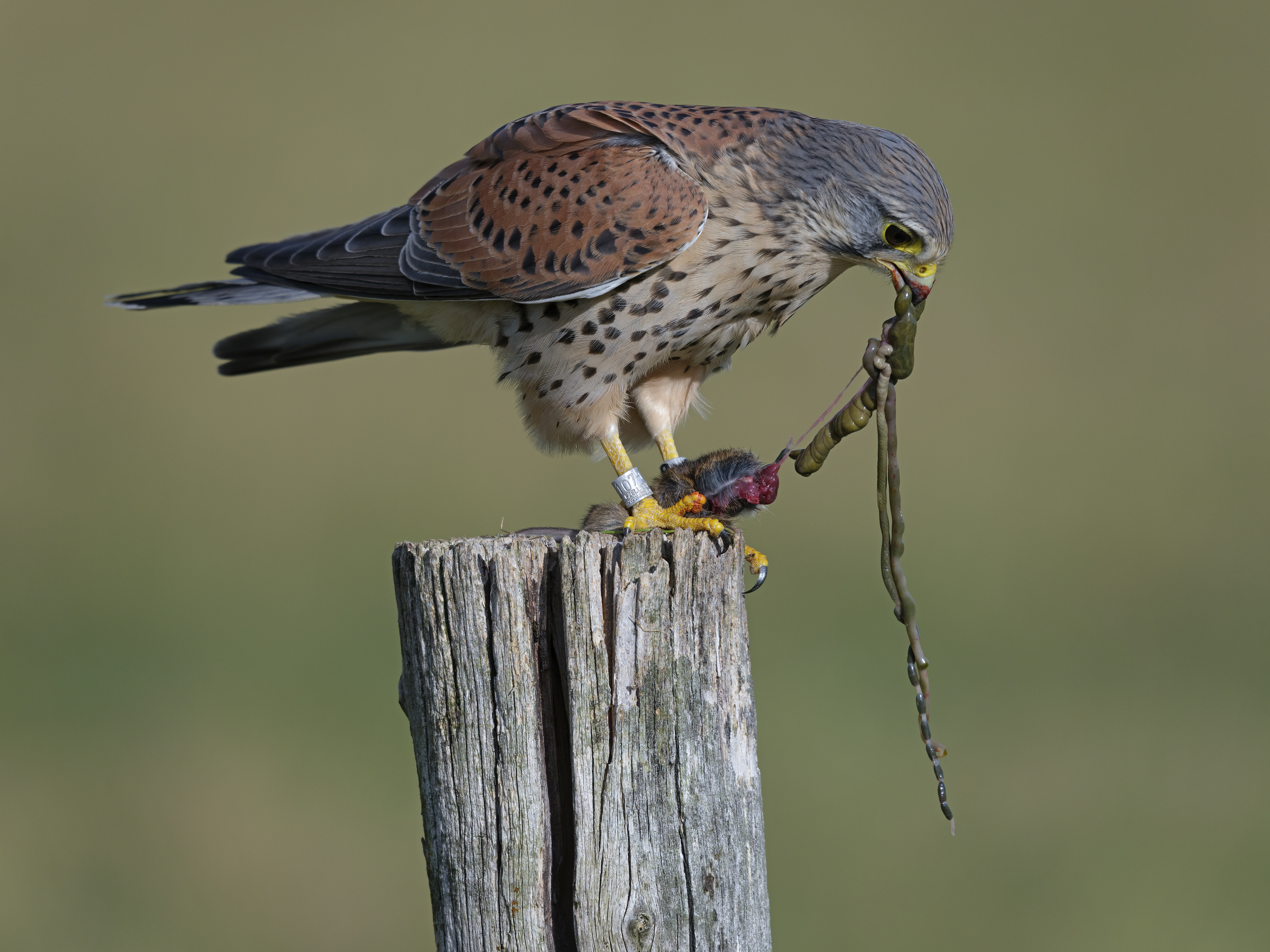 Süßes oder Saures?