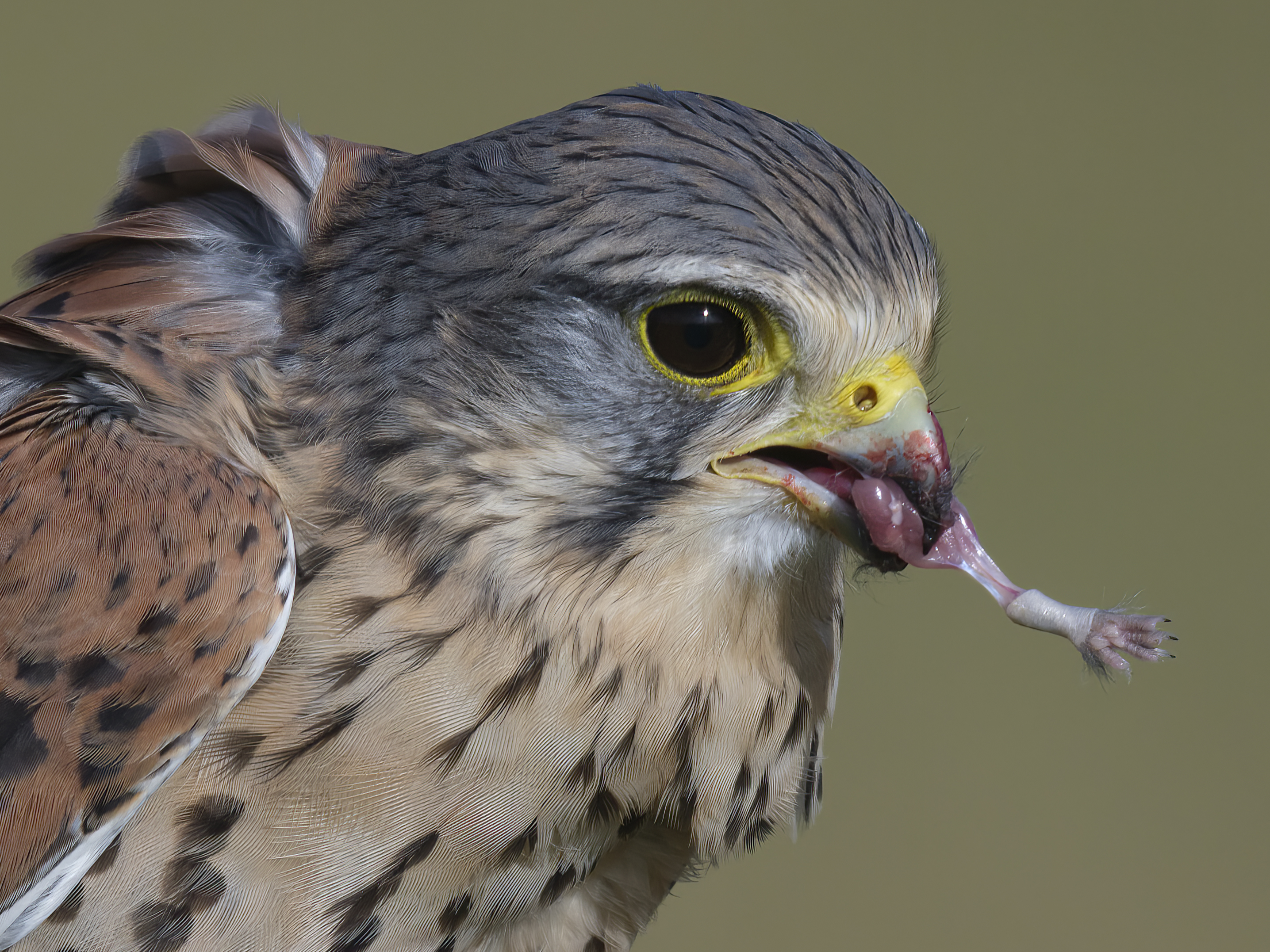 Ey, haste mal 'nen paar Mäuse?