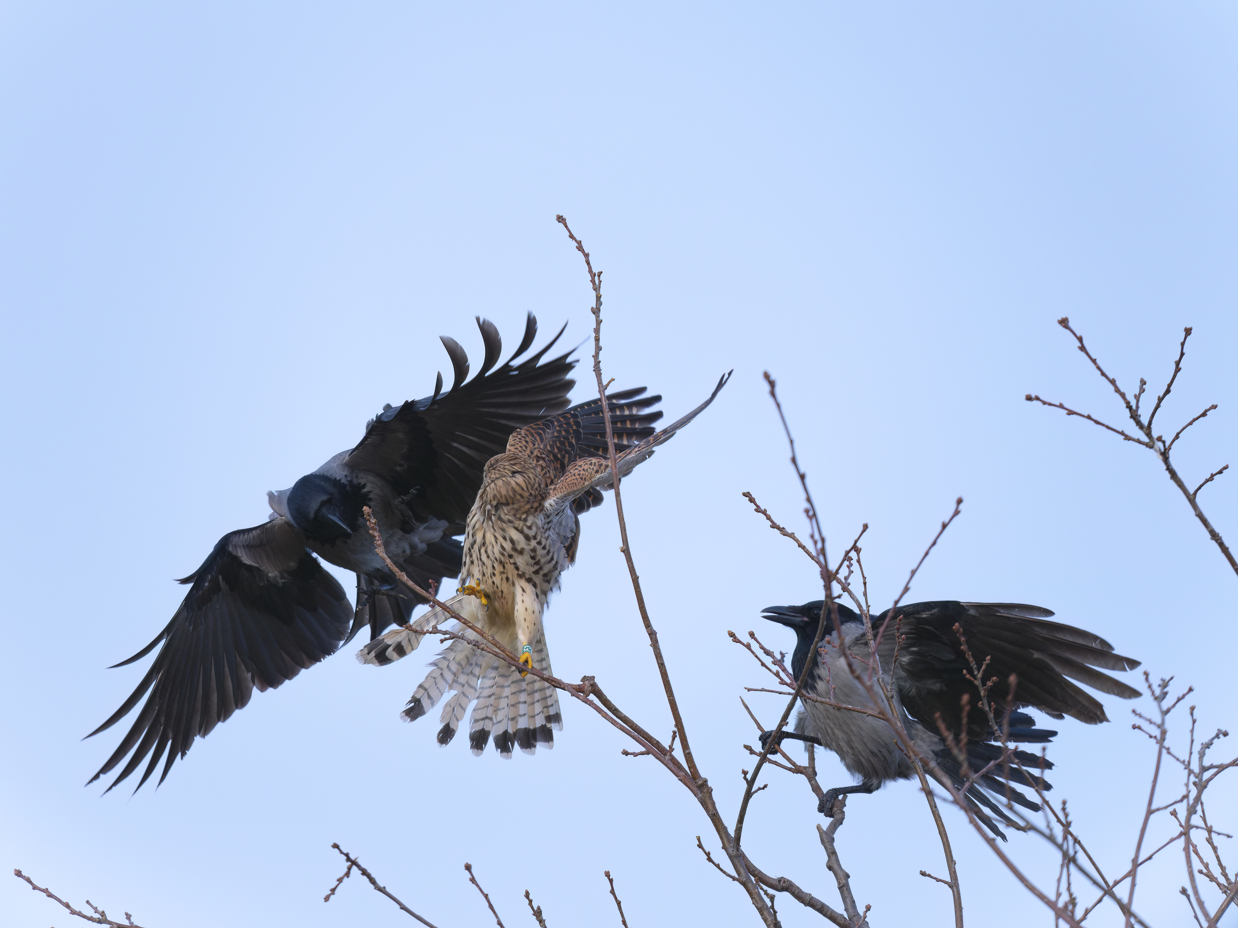 Dieses Turmfalken - ...