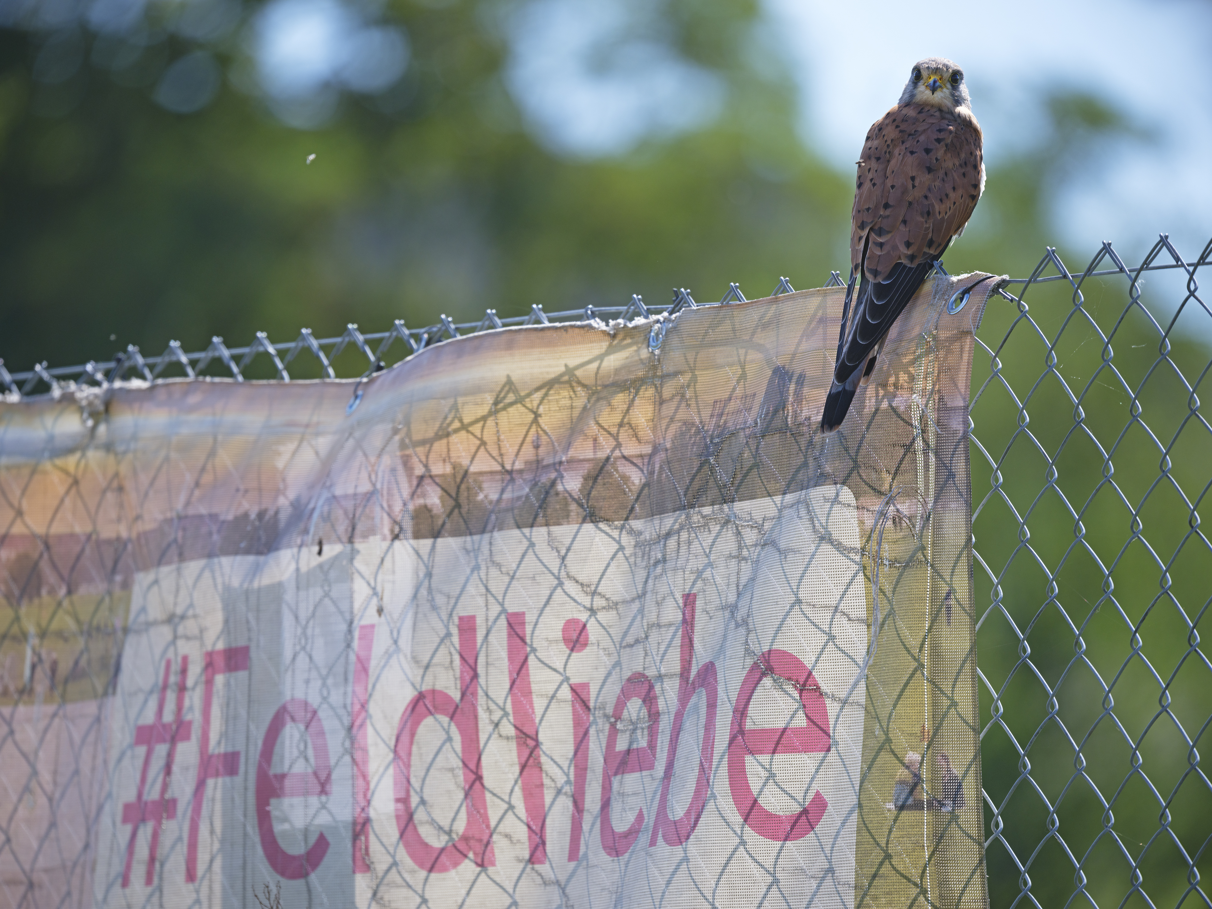Auch Turmfalken mögen das ...