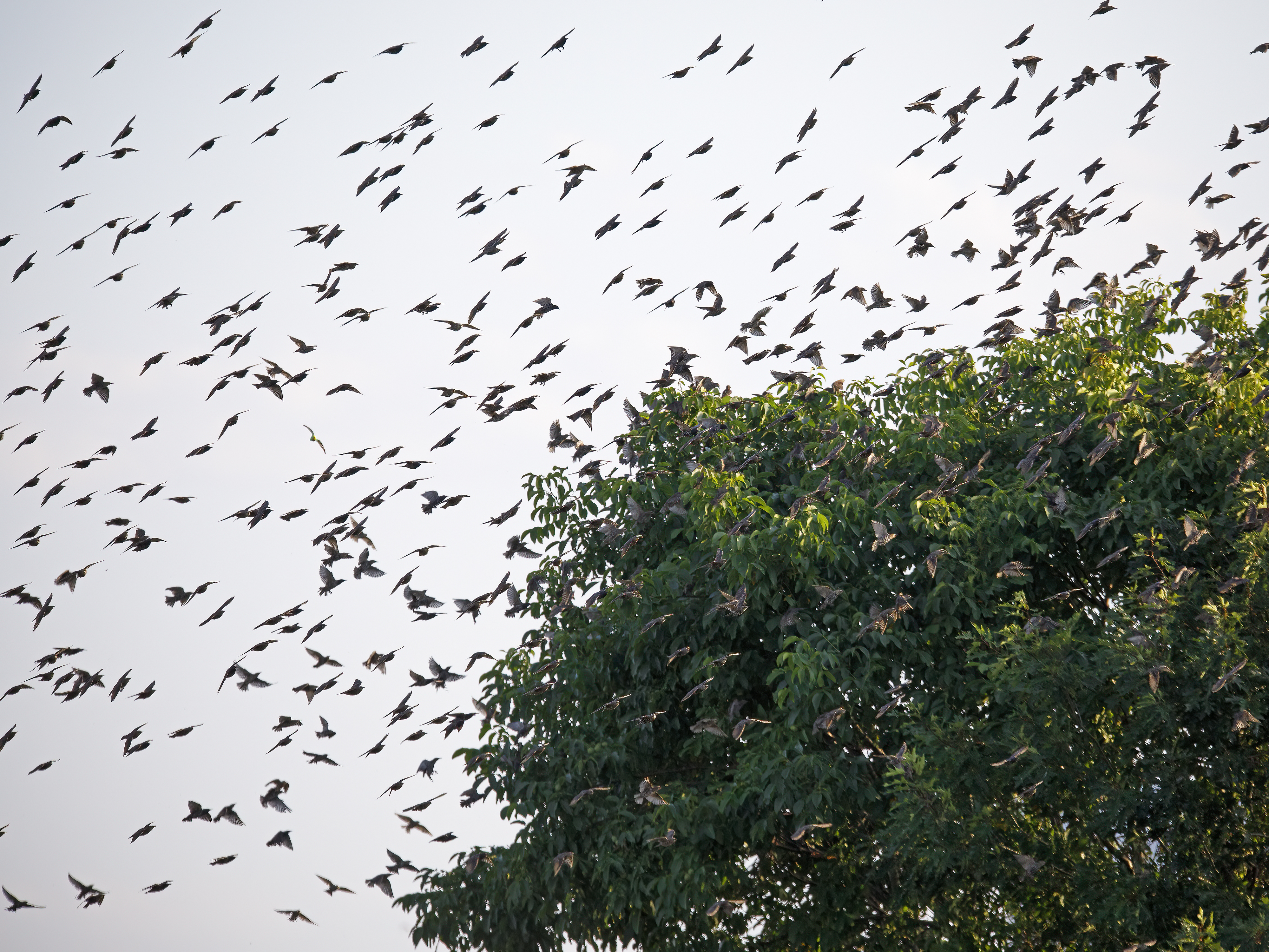 Der Starenschar hat ...