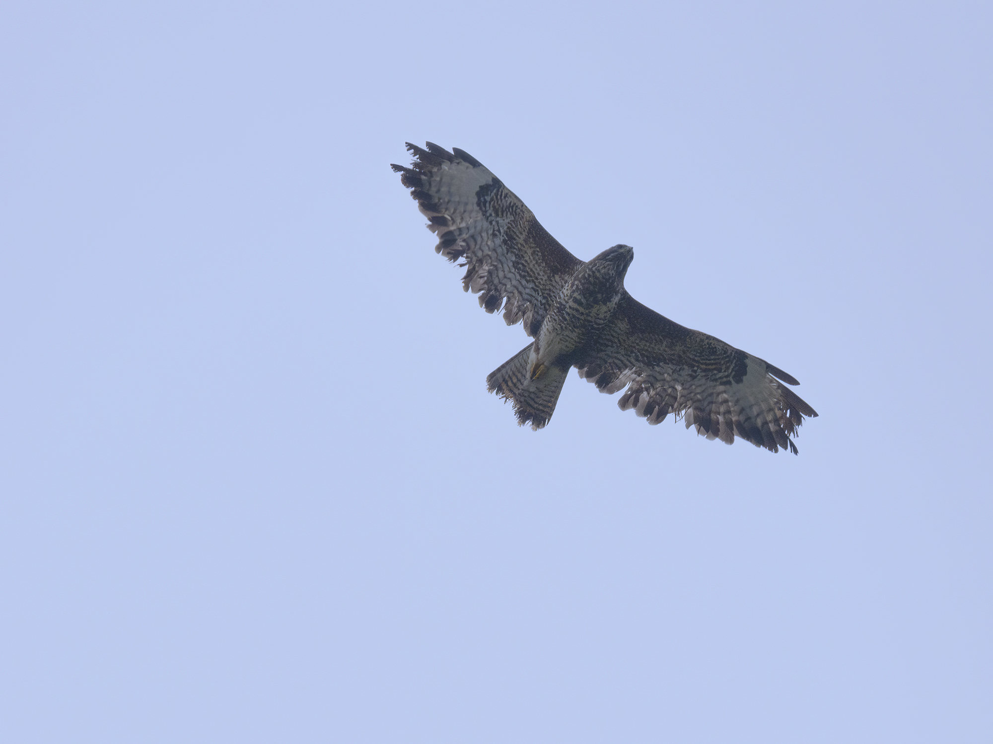 Da einige Menschen auf ...