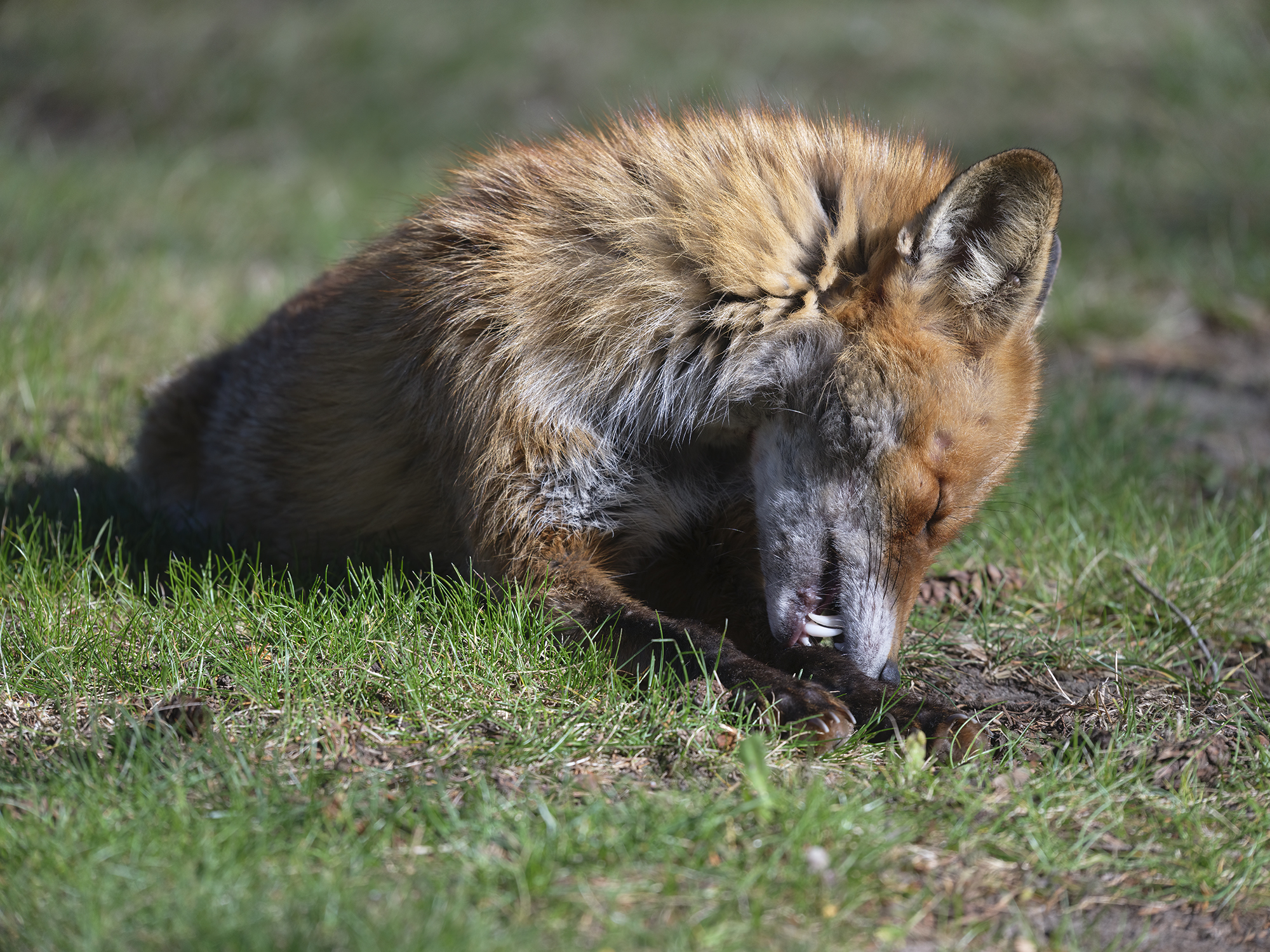 Rotfuchs bei der ...