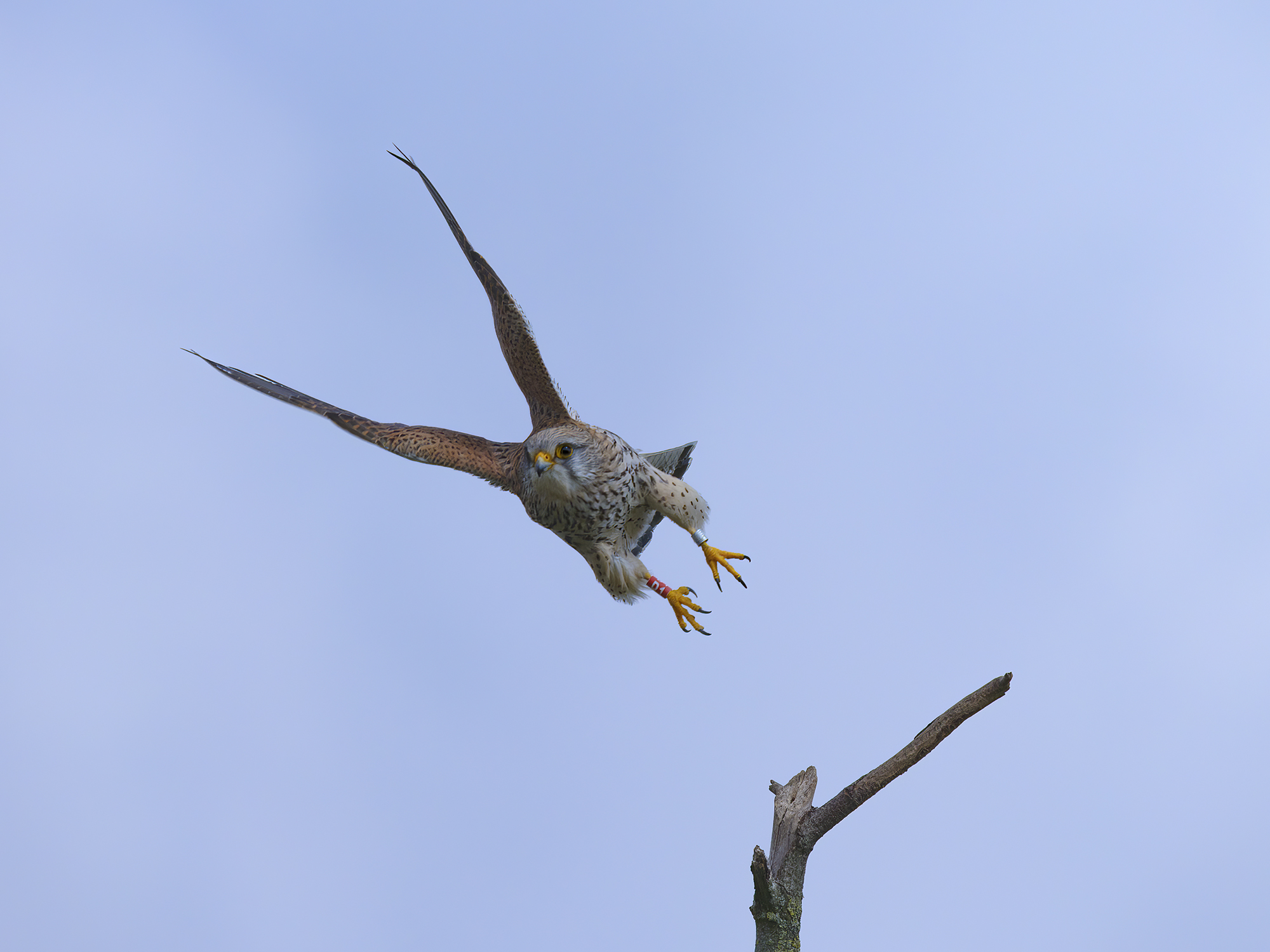 Absolute Eleganz ...