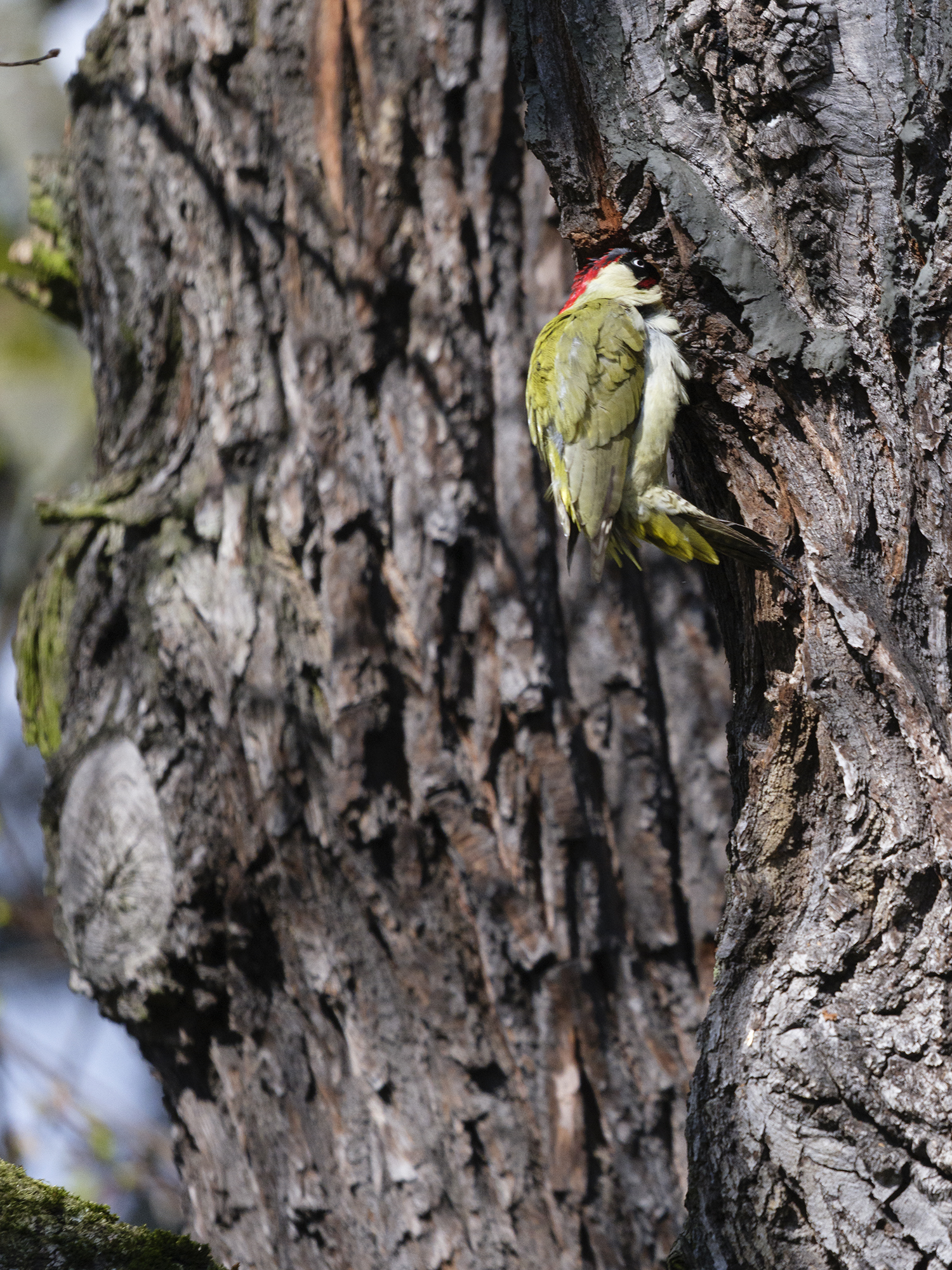 Der Grünspecht beim ...