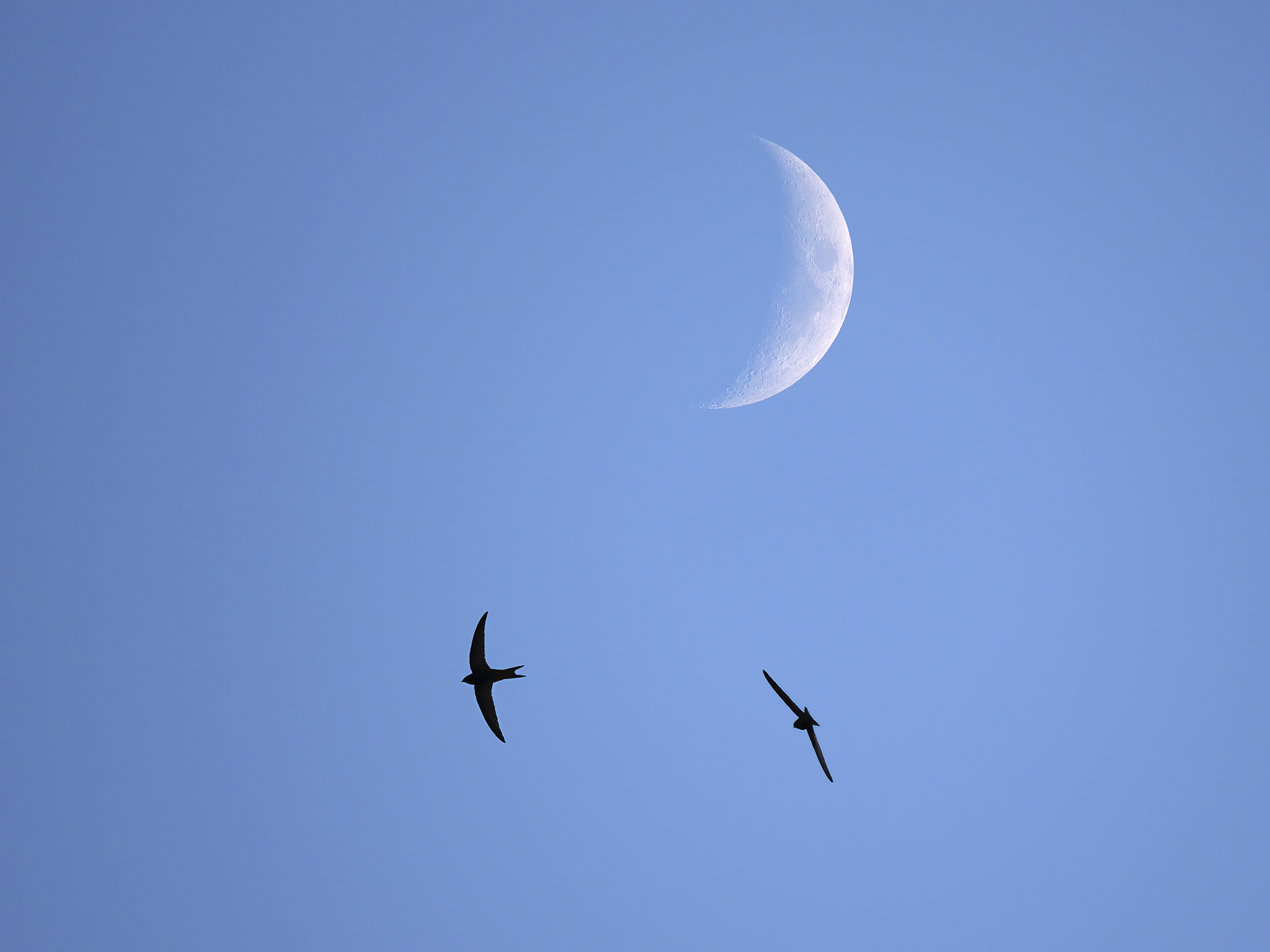 Fly me to the moon