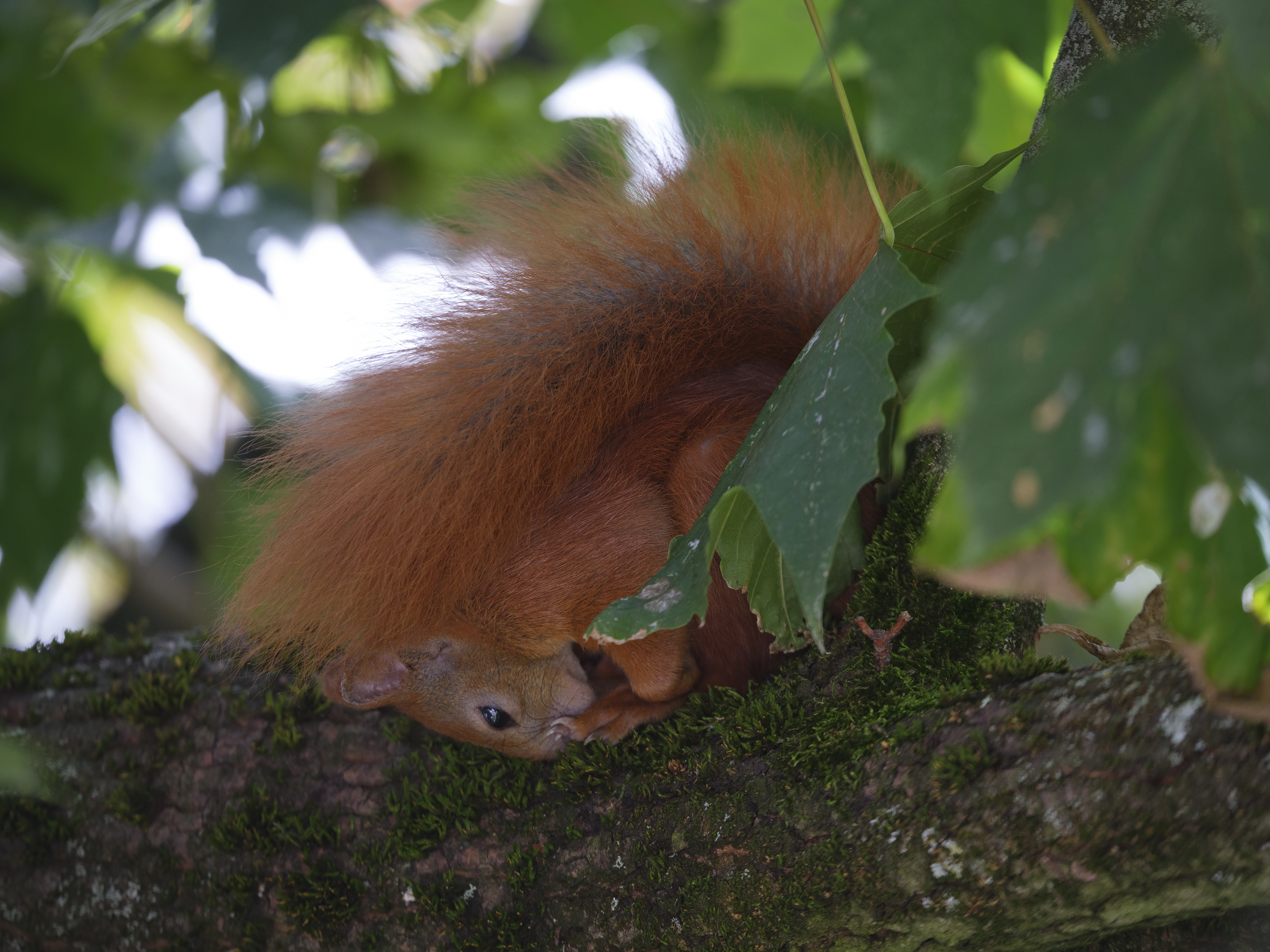 Das Eichhörnchen geht ...
