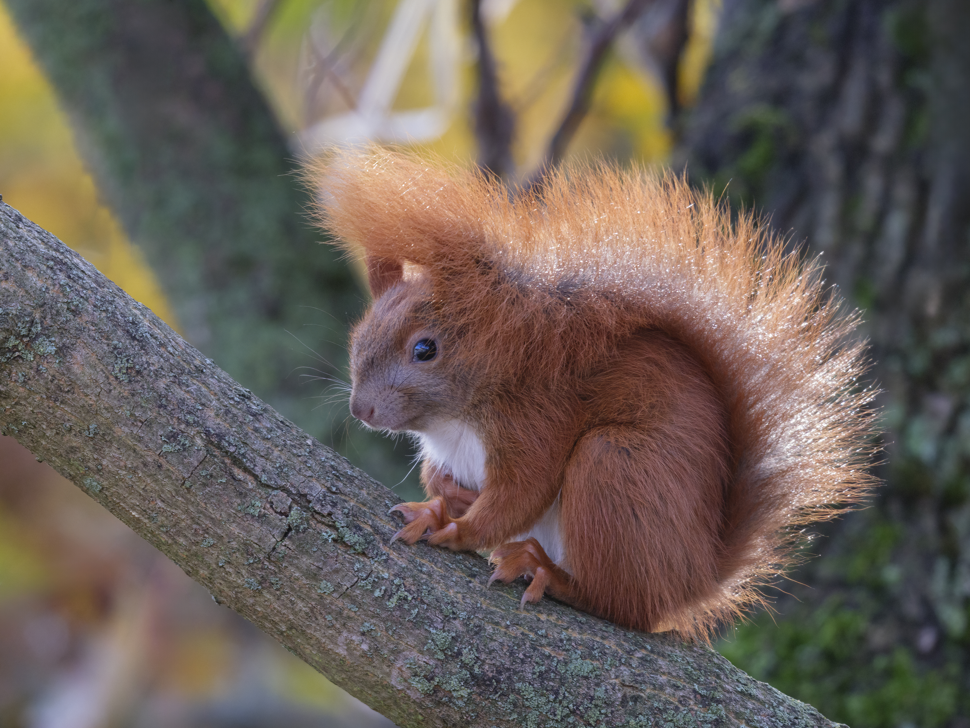 Heute wird ein schöner ...
