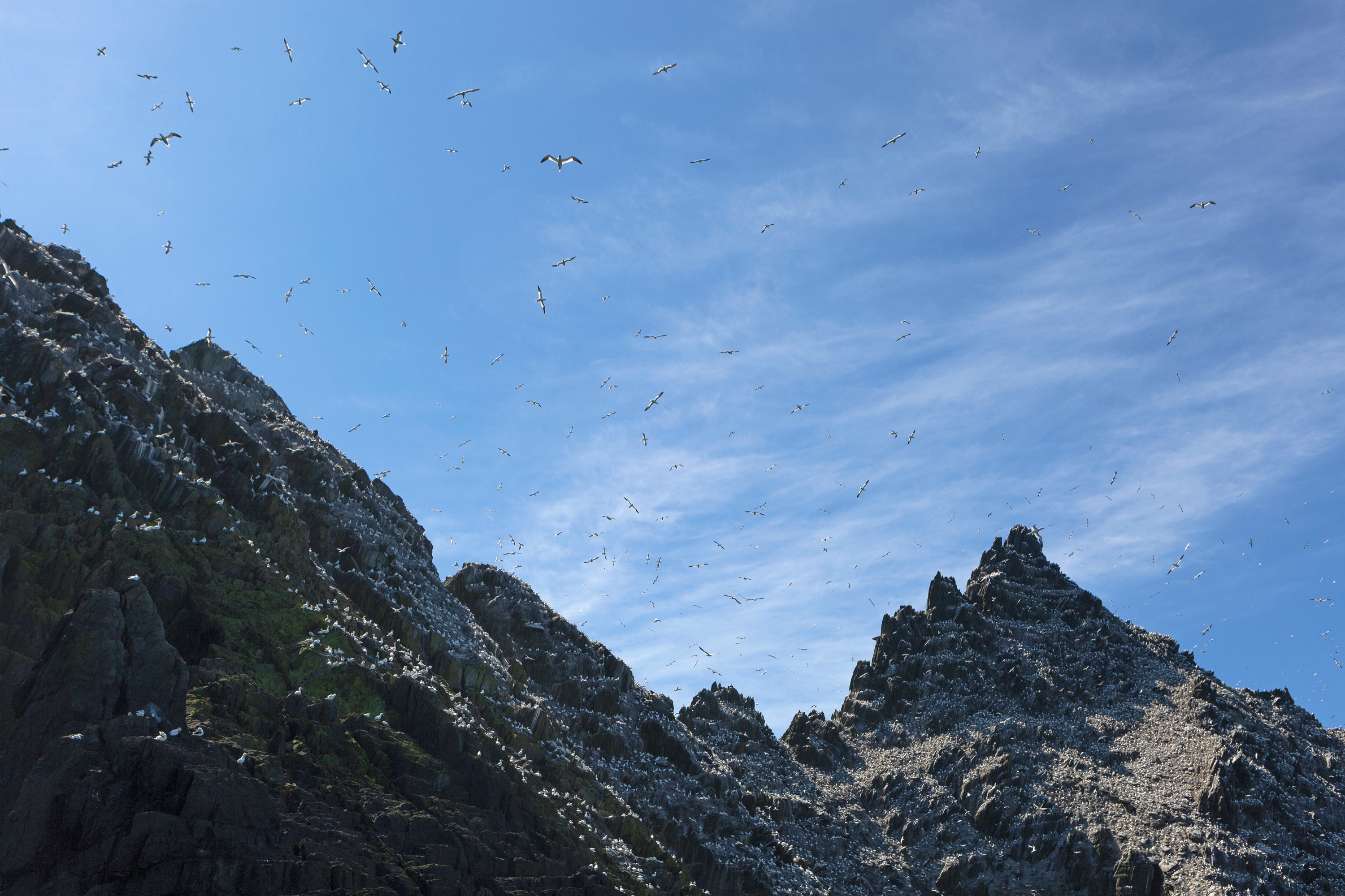 Baßtölpel, Little Skellig