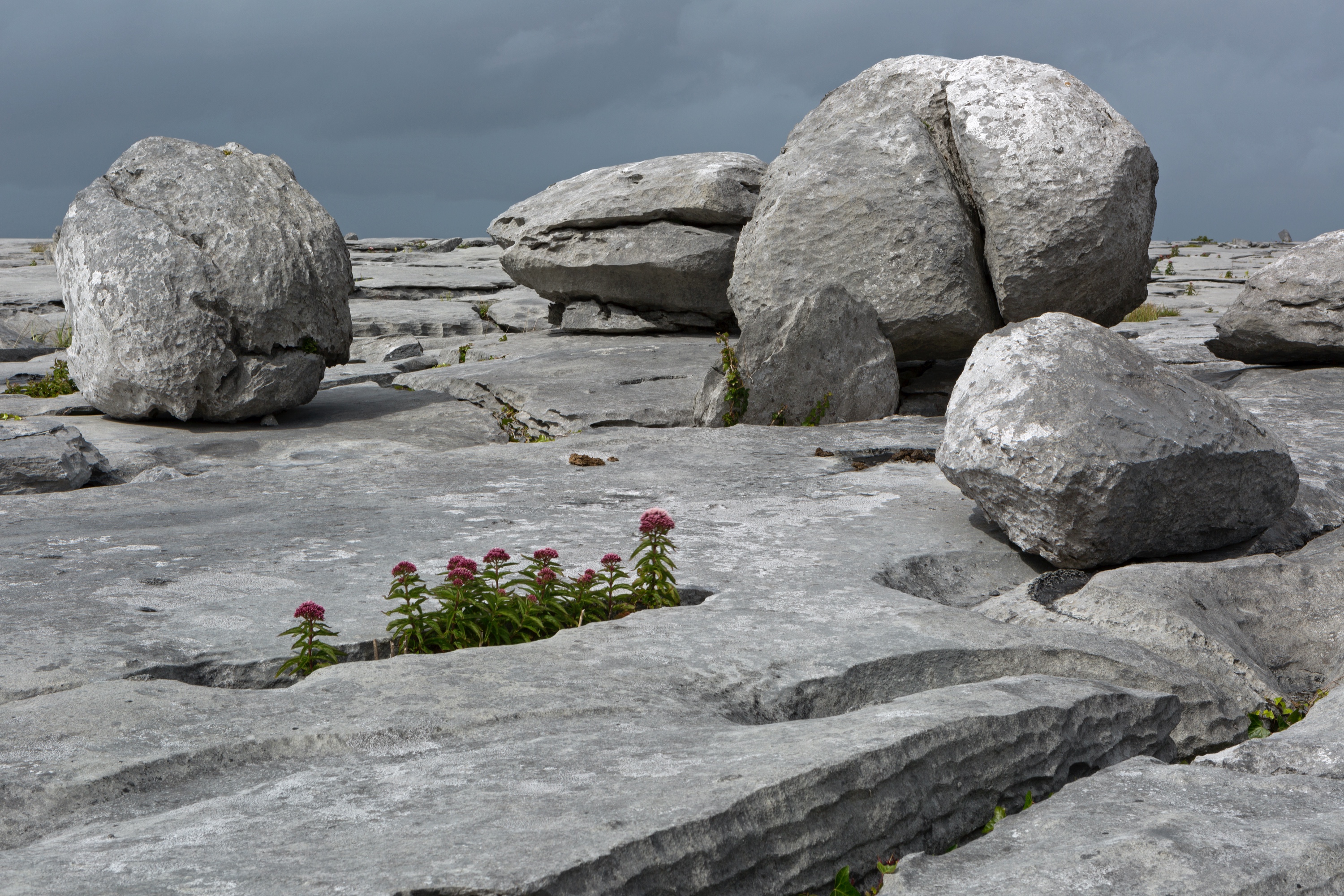 Blumen in einer Felslandschaft, The Burren