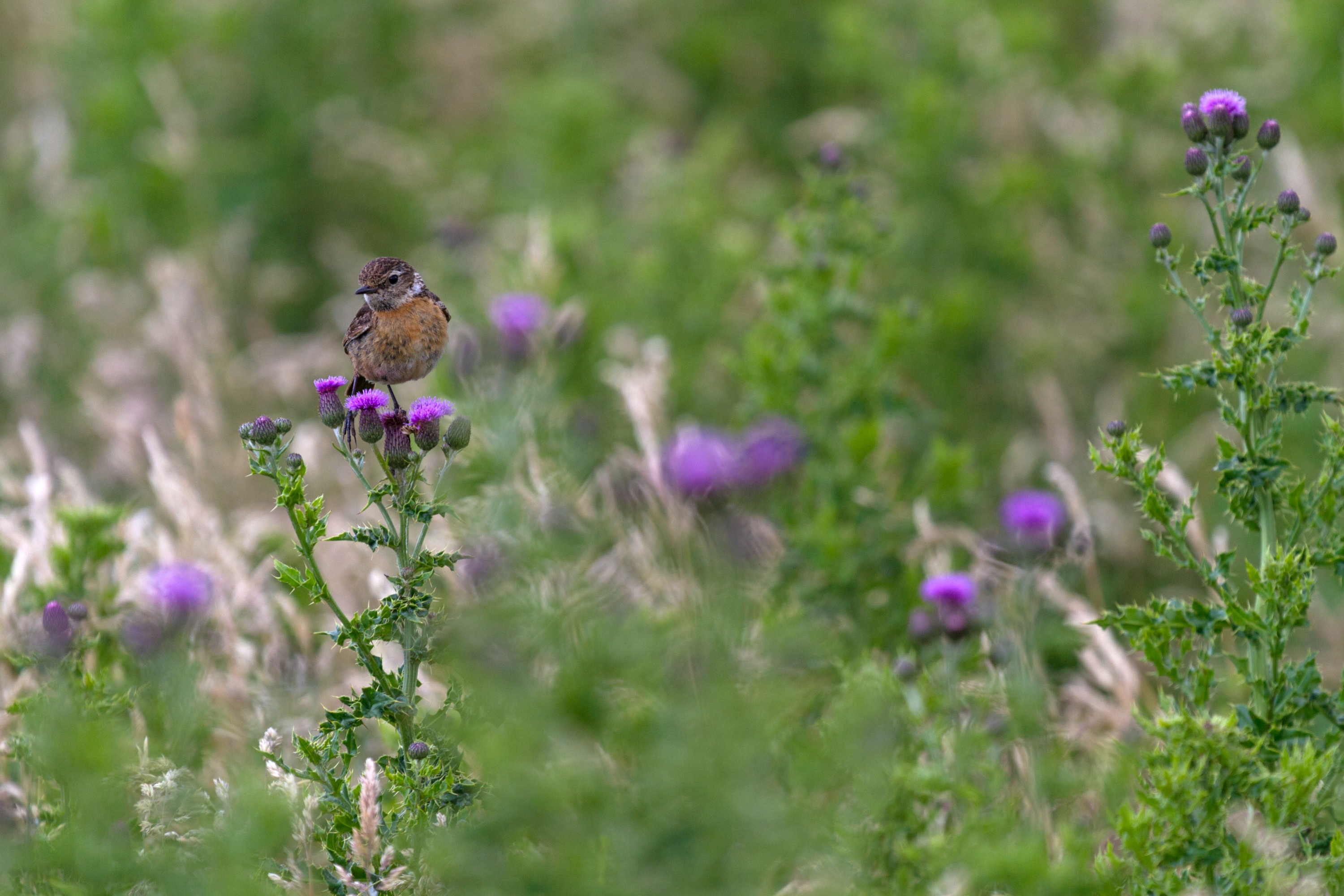 IRL 7D 06.08.2015 004