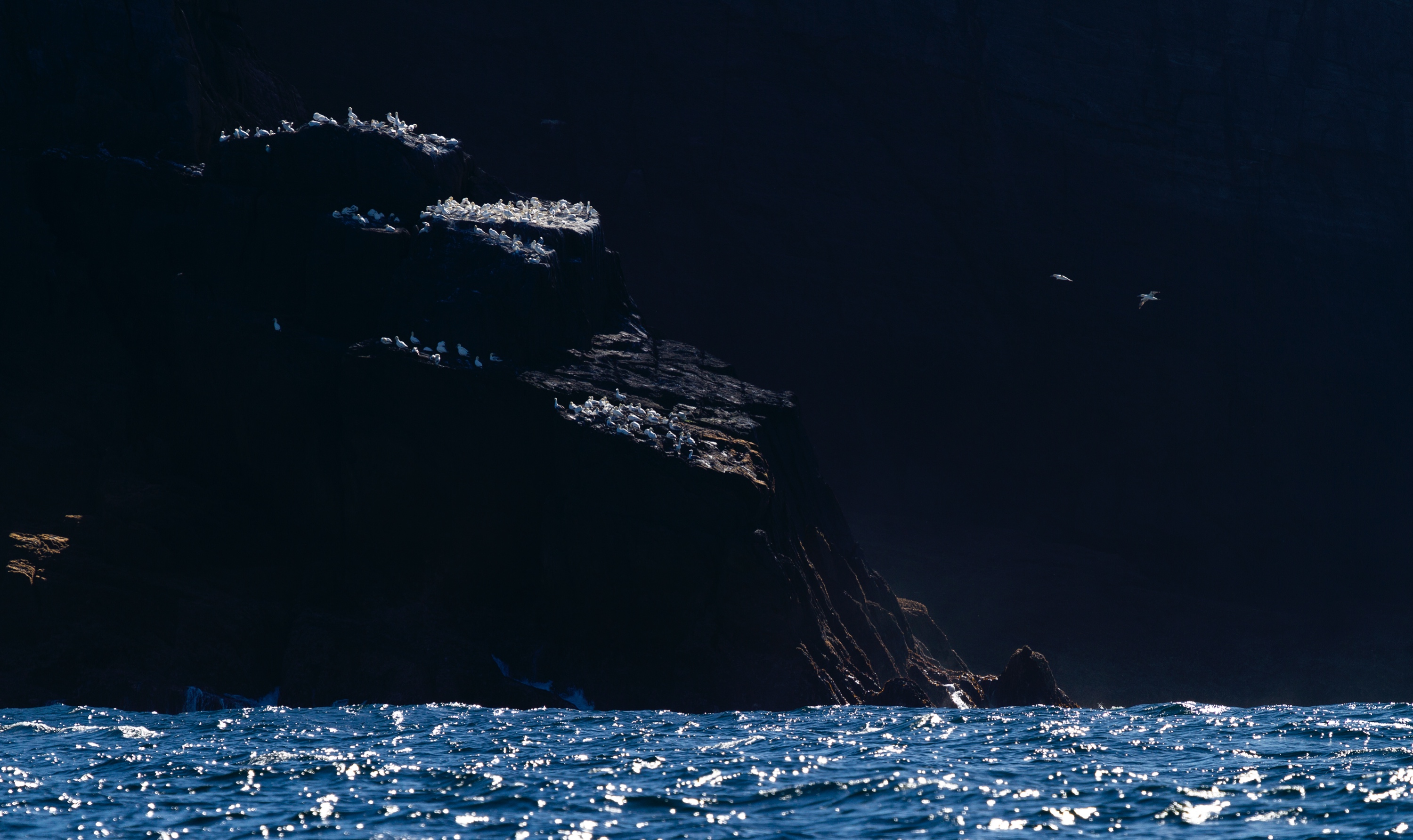 Baßtölpel auf Little Skellig