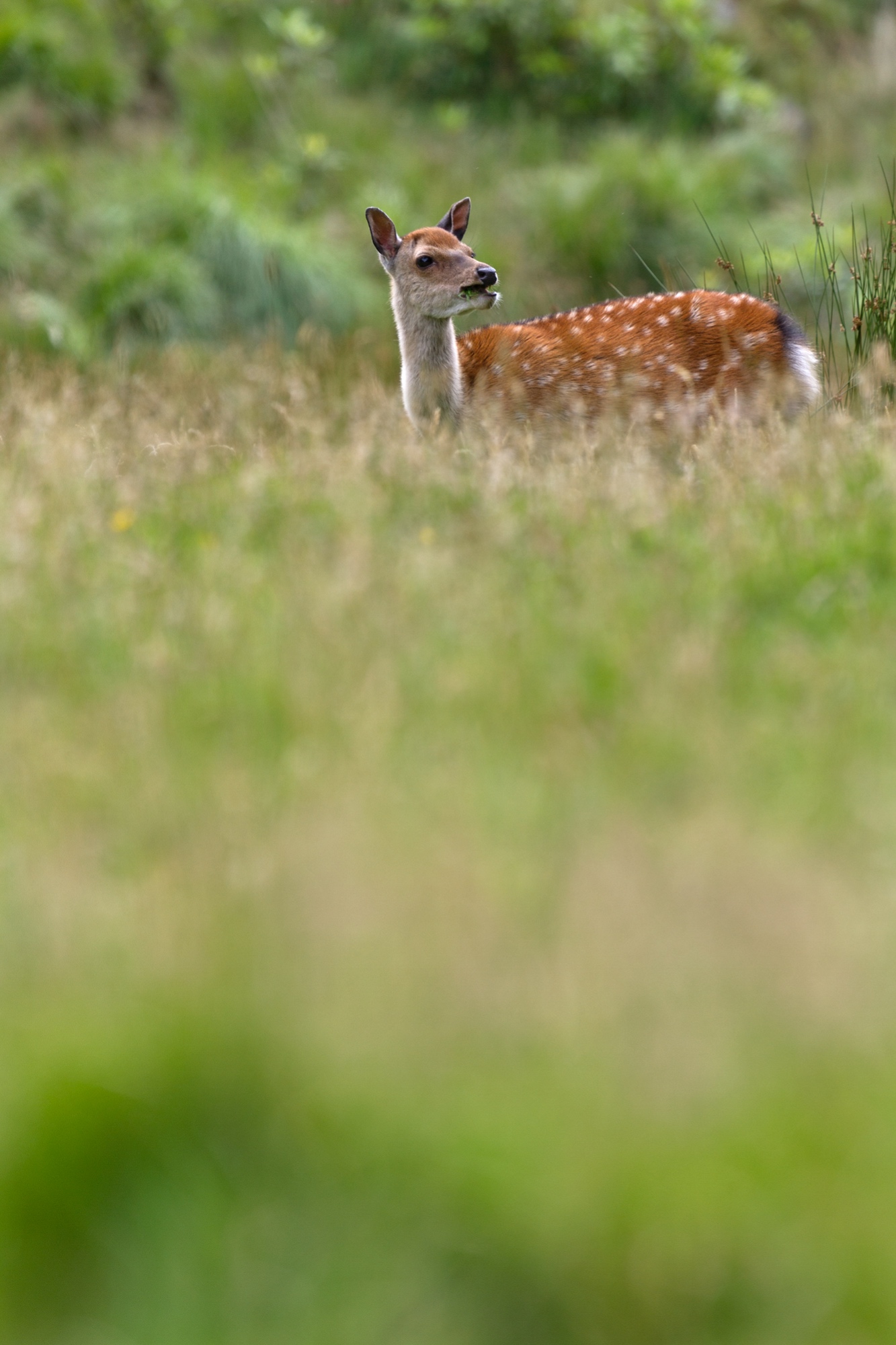 Reh, Killarney National Park