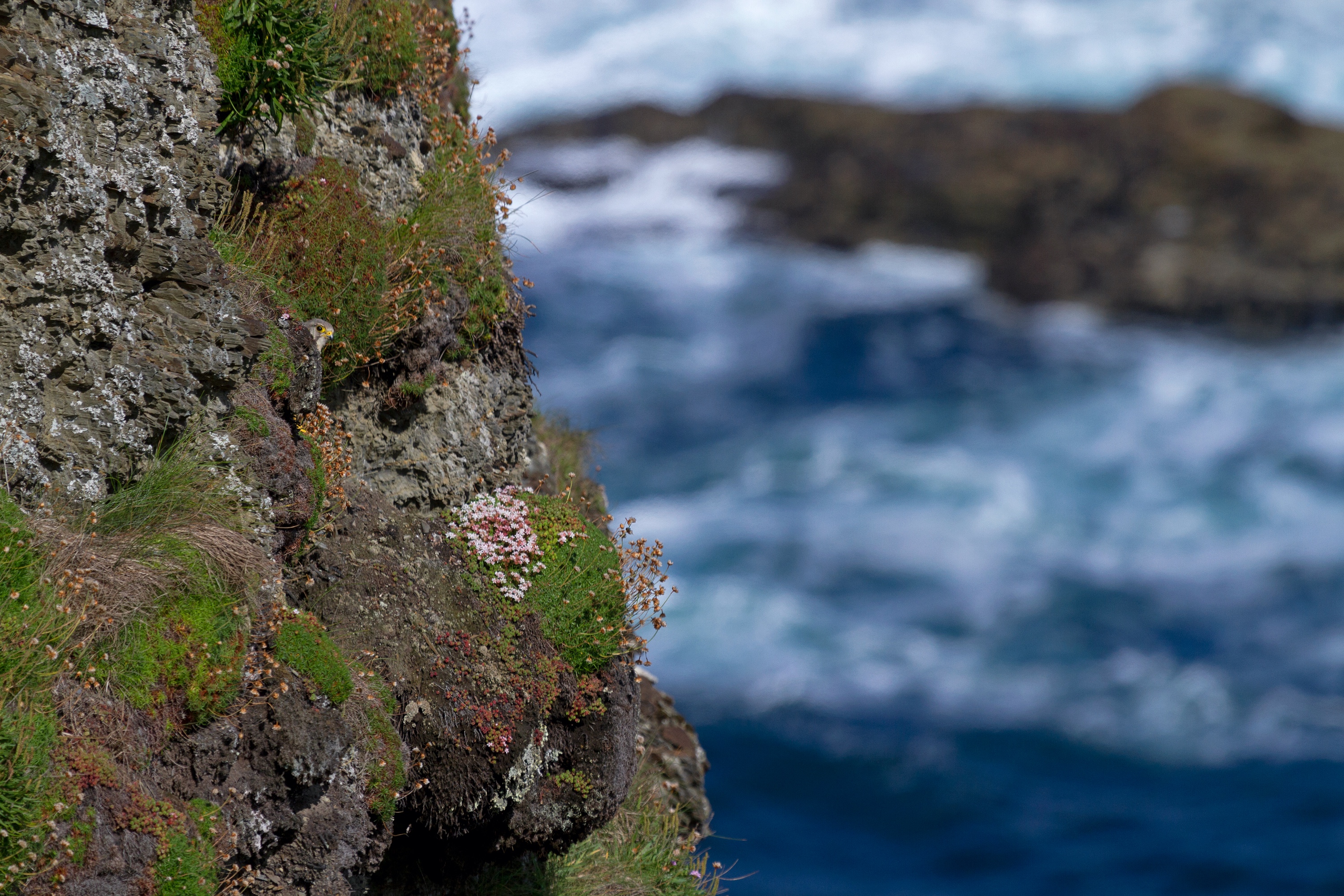 Falke lugt aus dem Versteck